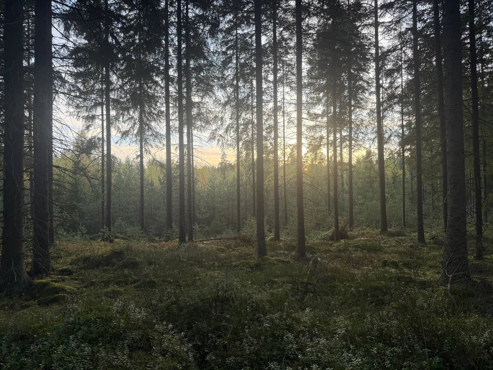 Gård med skogsbruk på Tranemo Ljungsarp 5:11 Ljungsarp Tranemo kommun - bild 11