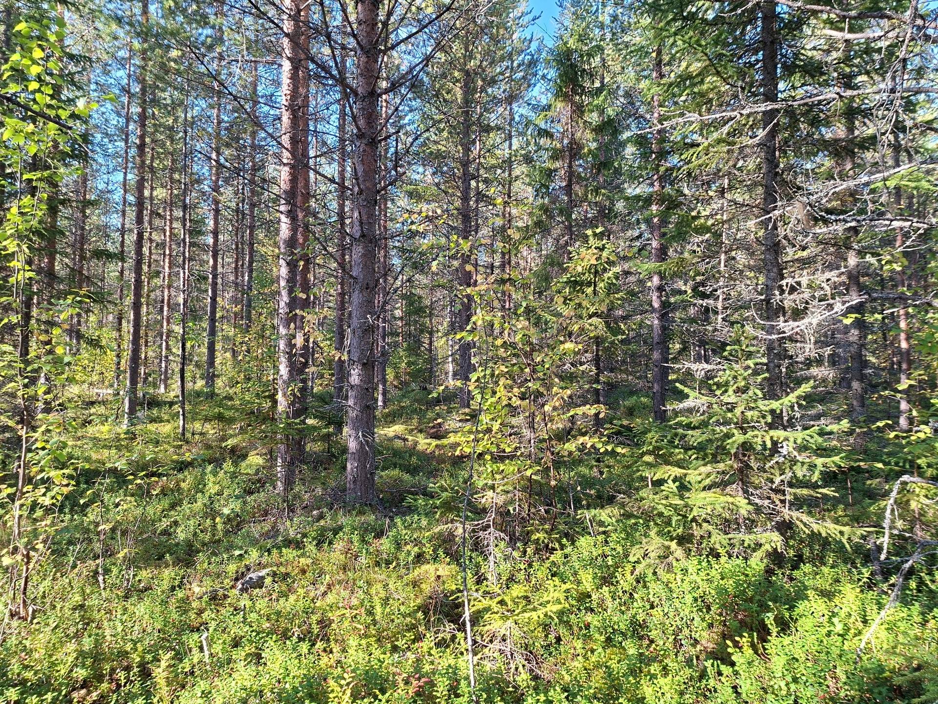 Gård/skog på PITEÅ ROSVIK 80:1 Rosvik Piteå kommun - bild 3