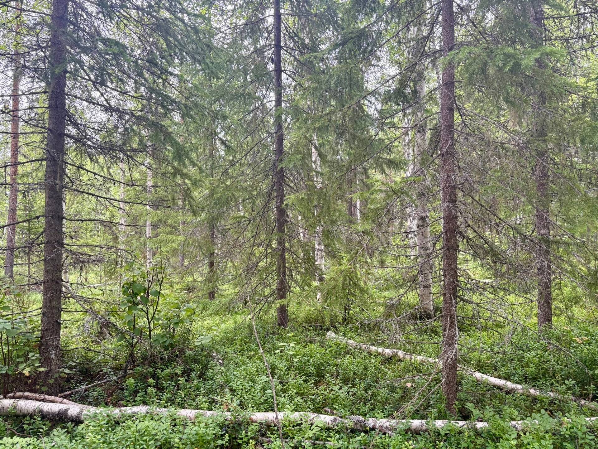 Gård/skog på Björksele 1:44 Lycksele kommun - bild 3