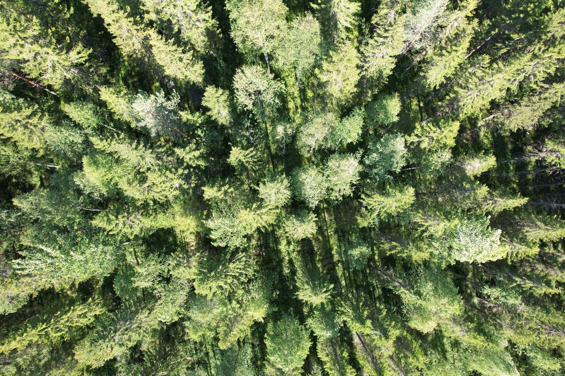 Gård/skog på Nedre Vojakkala Haparanda kommun - bild 9