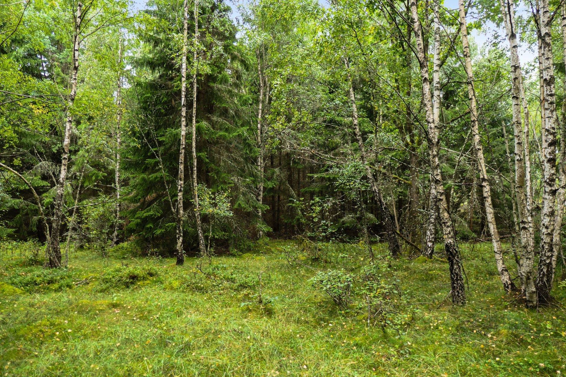 Gård/skog på Galneryd 1 Hjo kommun - bild 10
