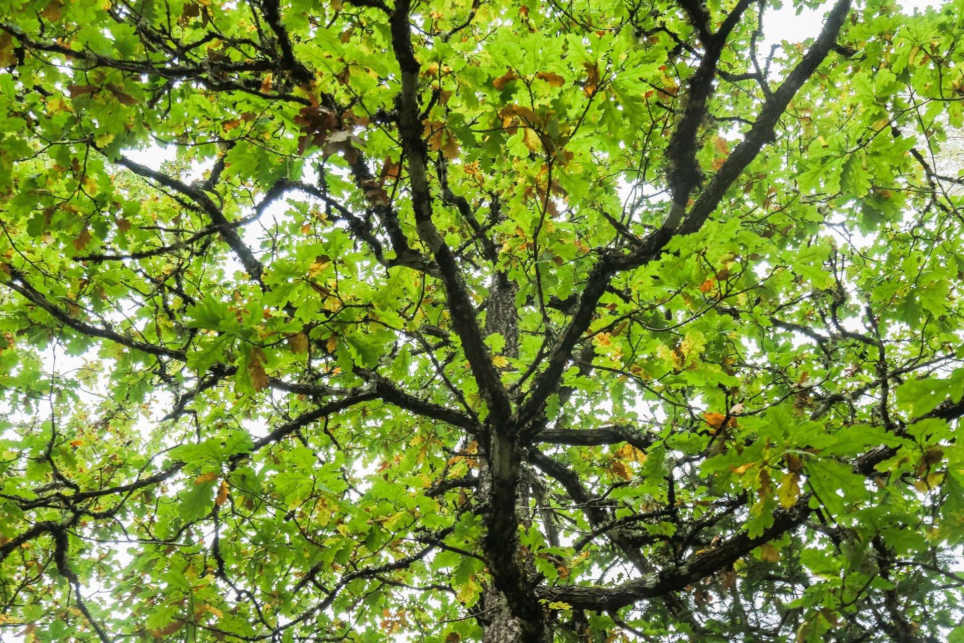 Gård/skog på 21,8 ha skogsmark väster om Falköping Falköpings kommun - bild 21