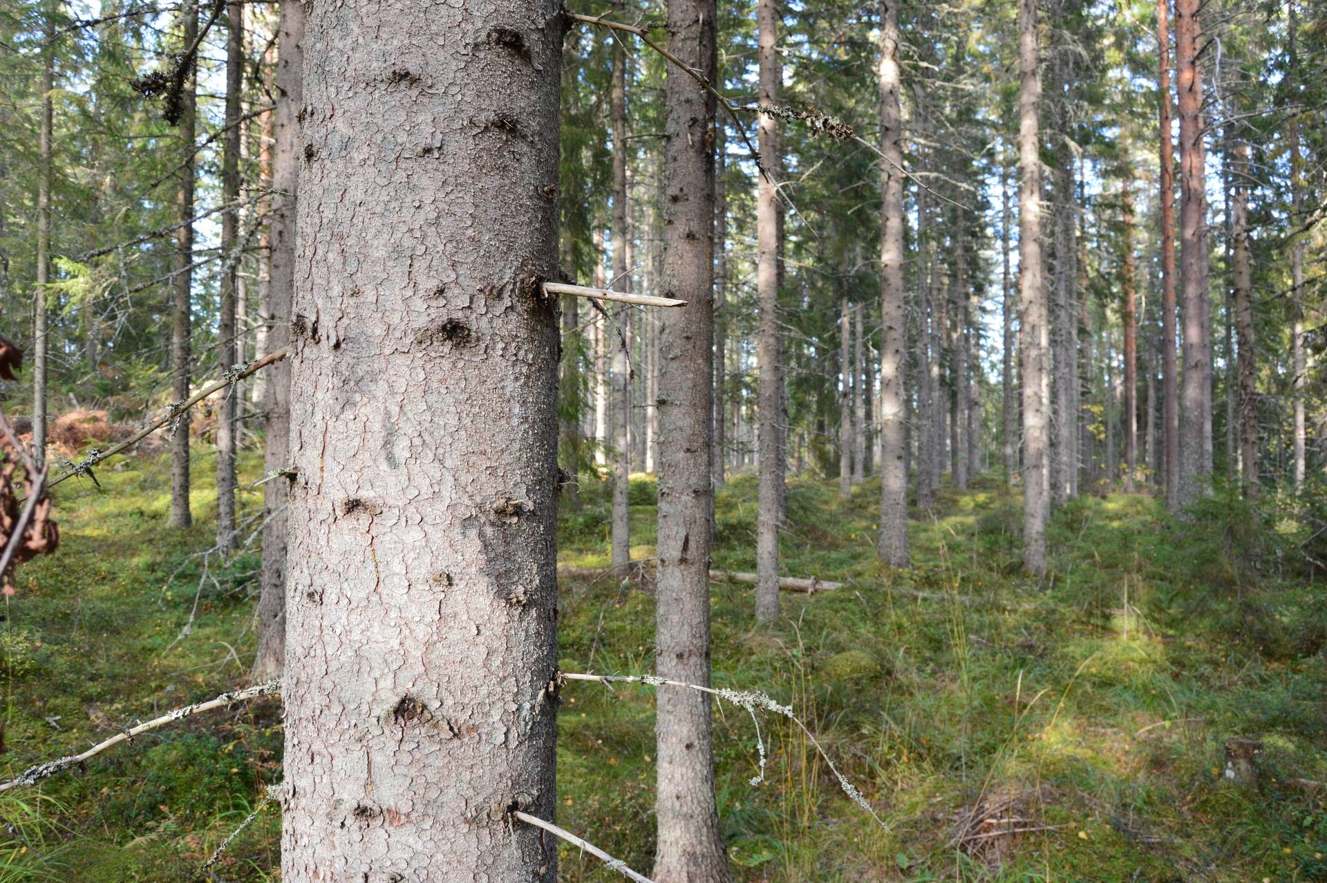 Gård med jordbruk på Sömskars skogen Sandvikens kommun - bild 37
