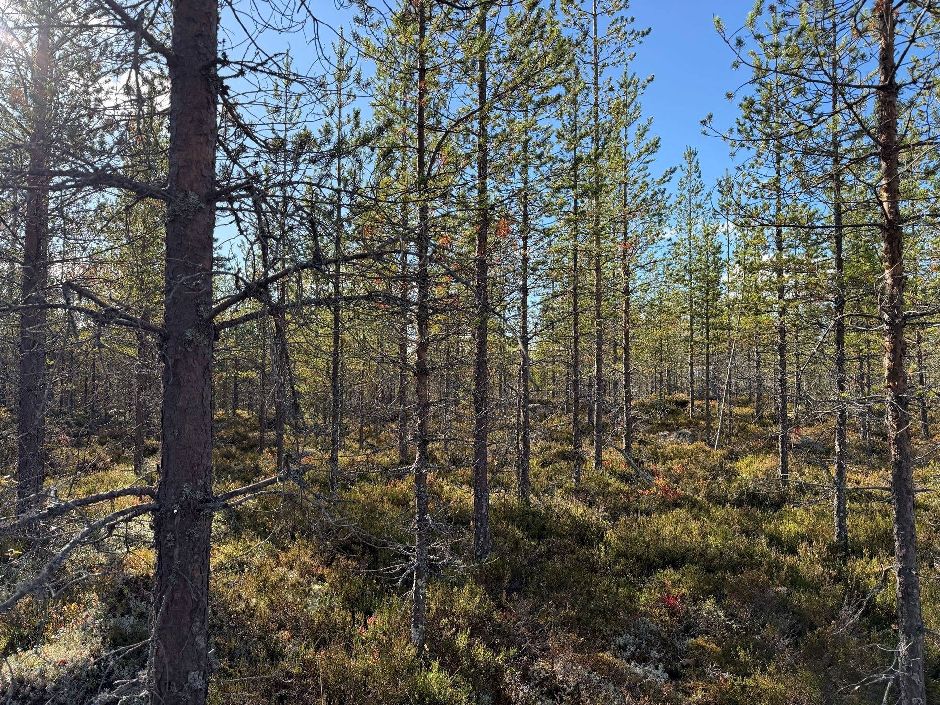 Gård/skog på Limbäck 103:2 Mora kommun - bild 10