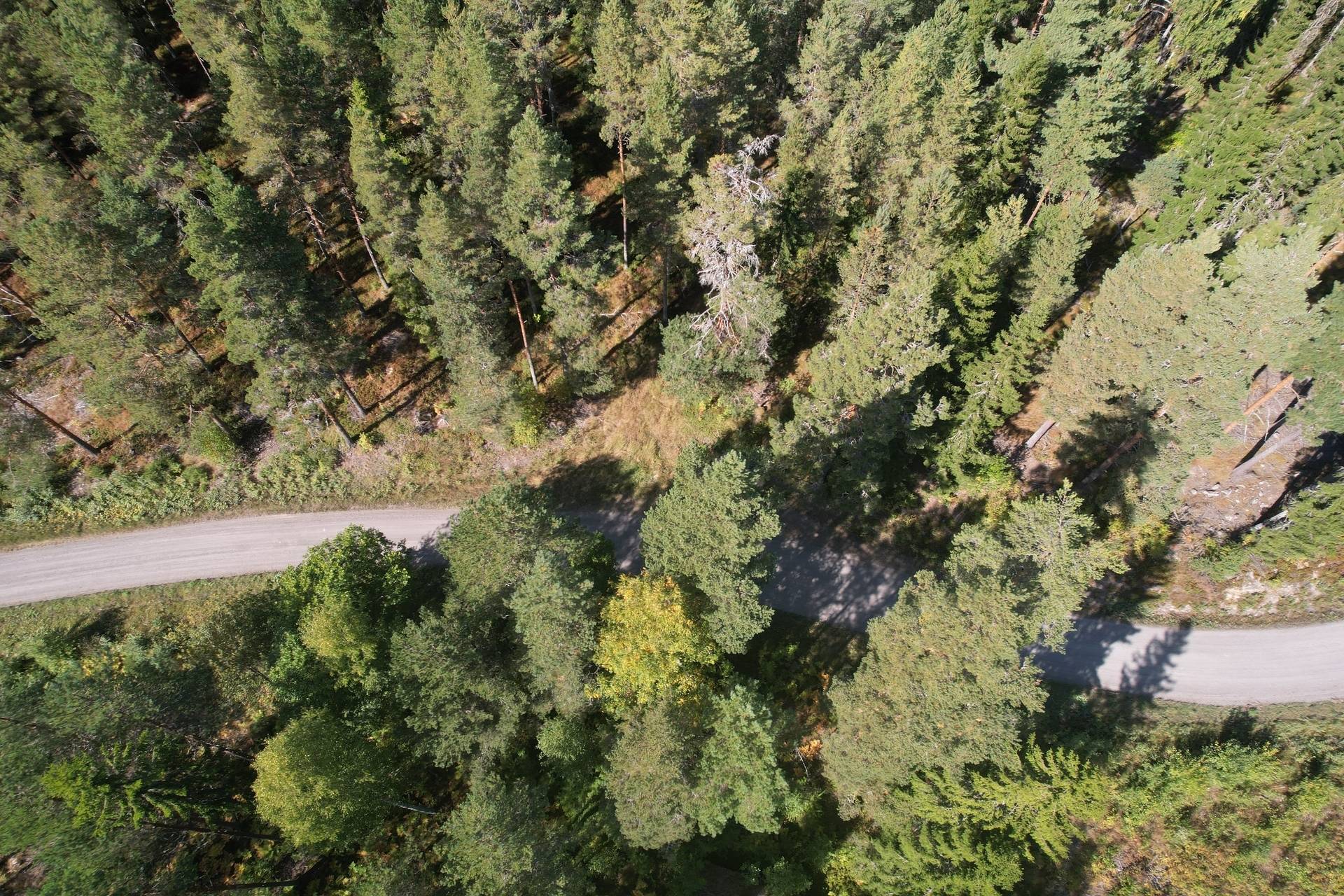 Gård med skogsbruk på Nyby skog Borlänge kommun - bild 4