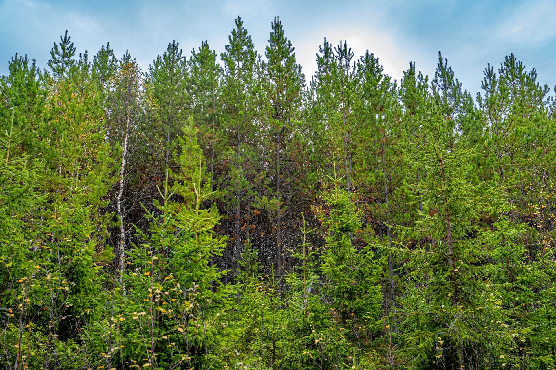 Gård/skog på Åberg Krokoms kommun - bild 8