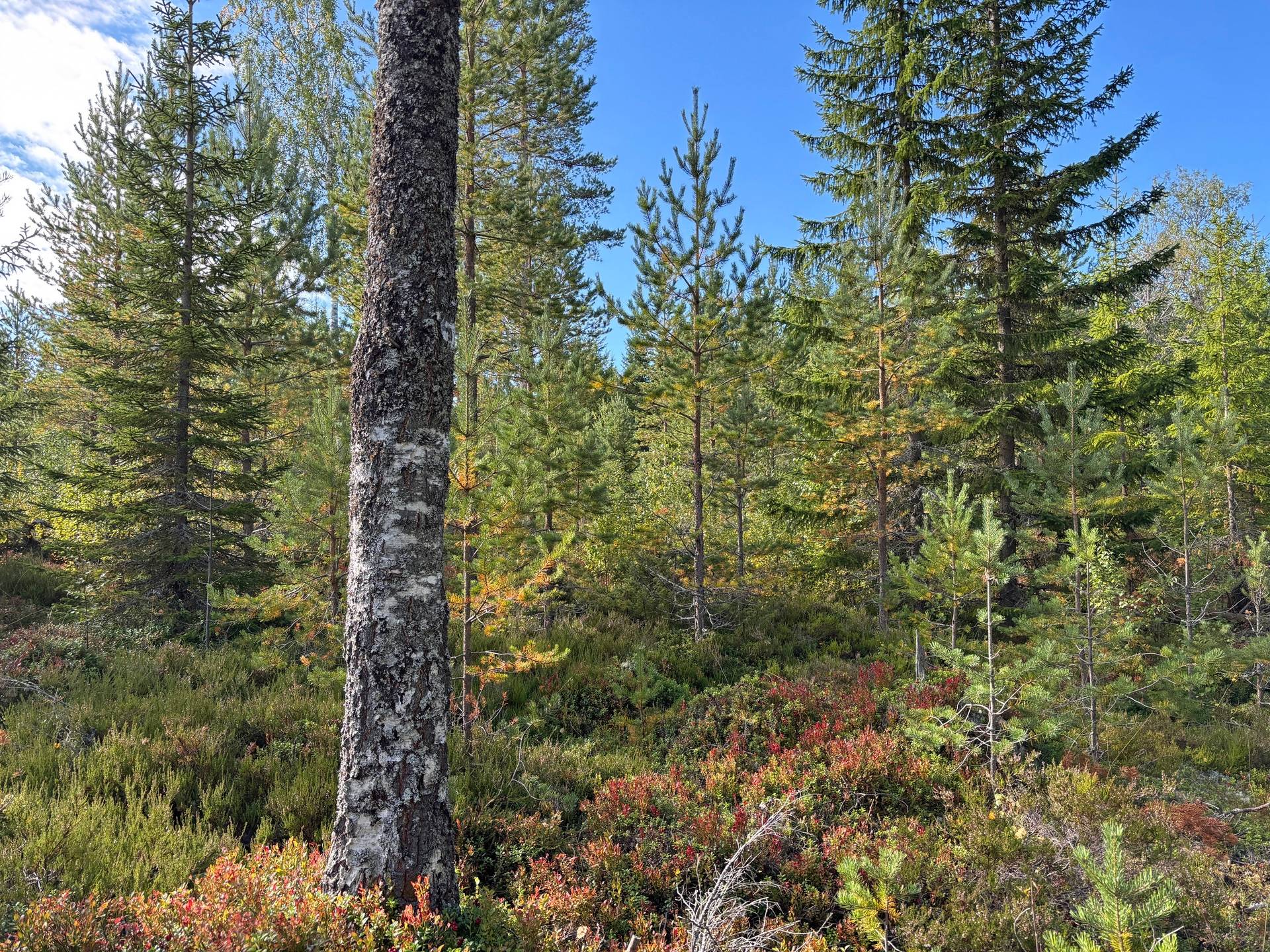 Gård/skog på Skogsskifte i Gullbergsbo Gullbergsbo Ovanåkers kommun - bild 18