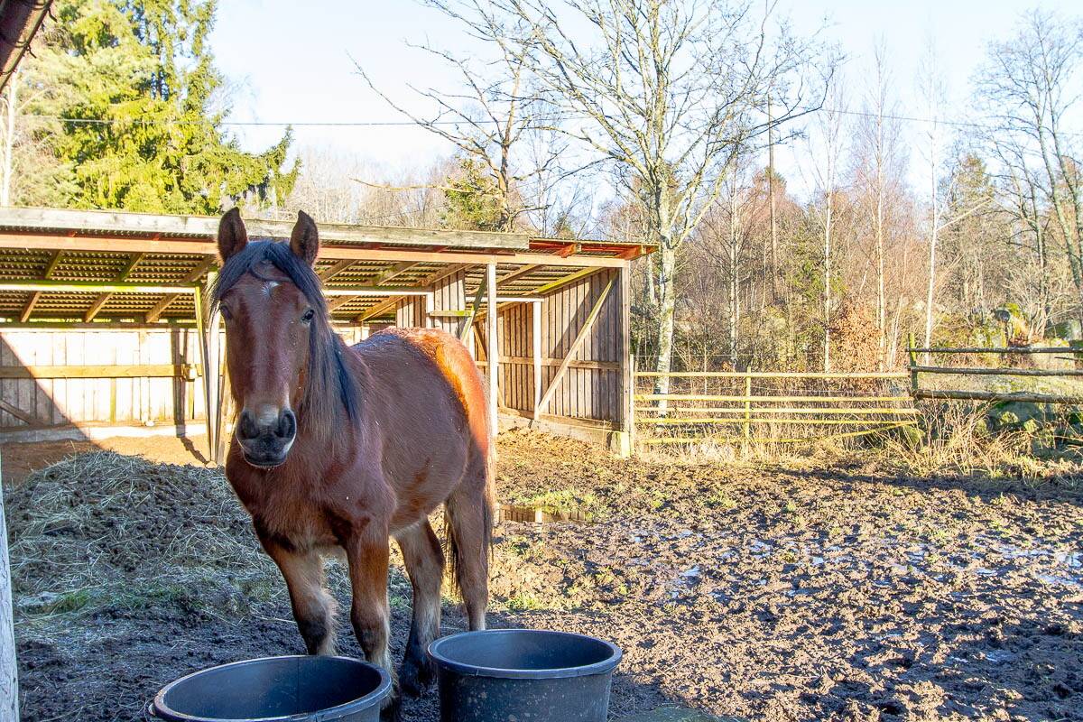 5 rum Gård med skogsbruk på Sibbamålavägen 17 Sibbamåla Karlskrona kommun - bild 38