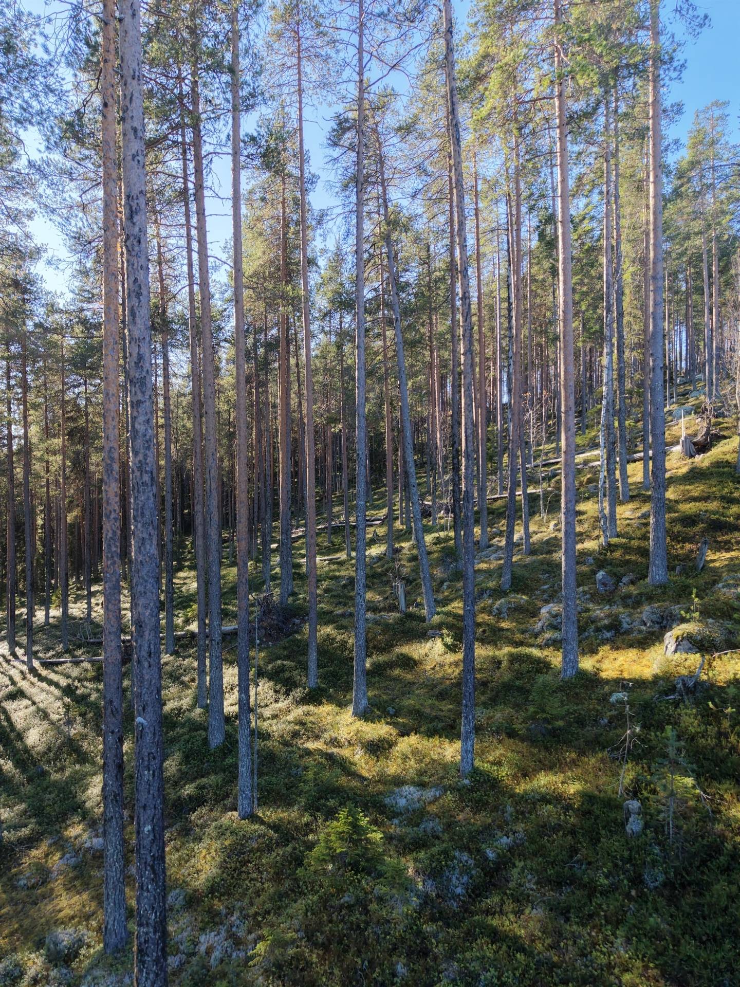 Gård med skogsbruk på Älvsbyn högheden 8:4, 8:5 & Piteå Björkheden 1:6 Älvsbyn Älvsbyns kommun - bild 13