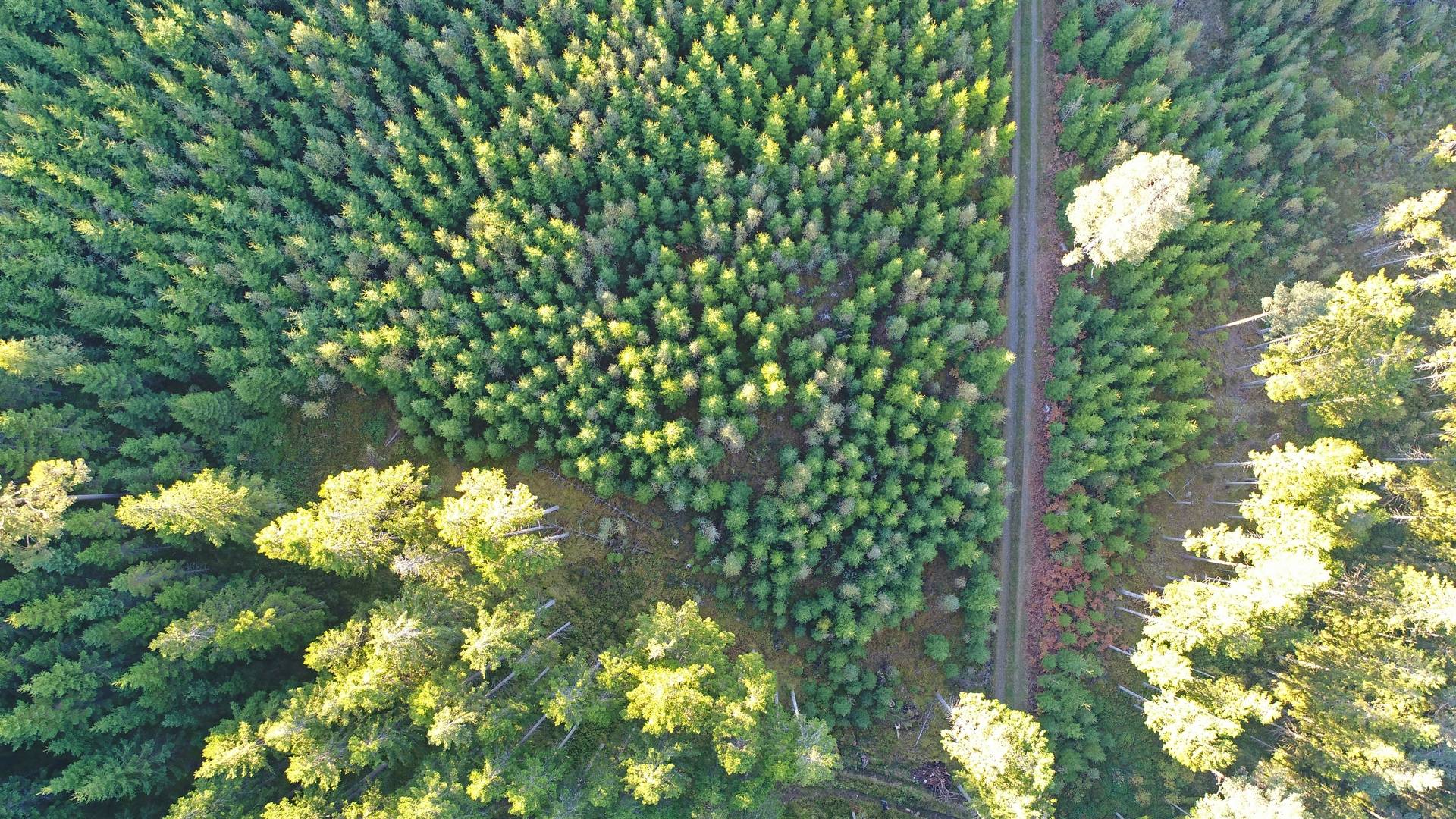 Gård/skog på Högalid Tranemo kommun - bild 8