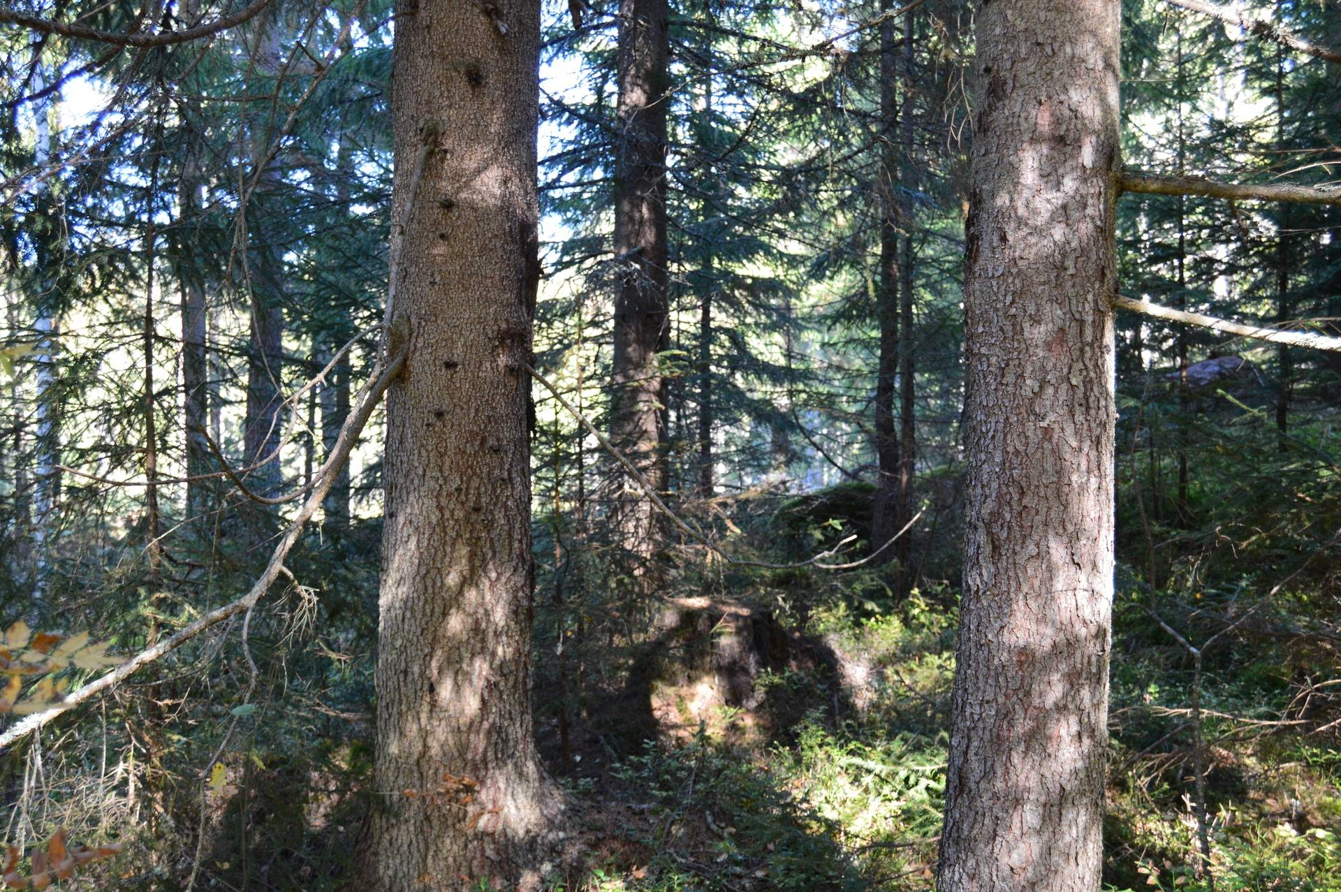Gård med skogsbruk på Landtjärn Sandvikens kommun - bild 25