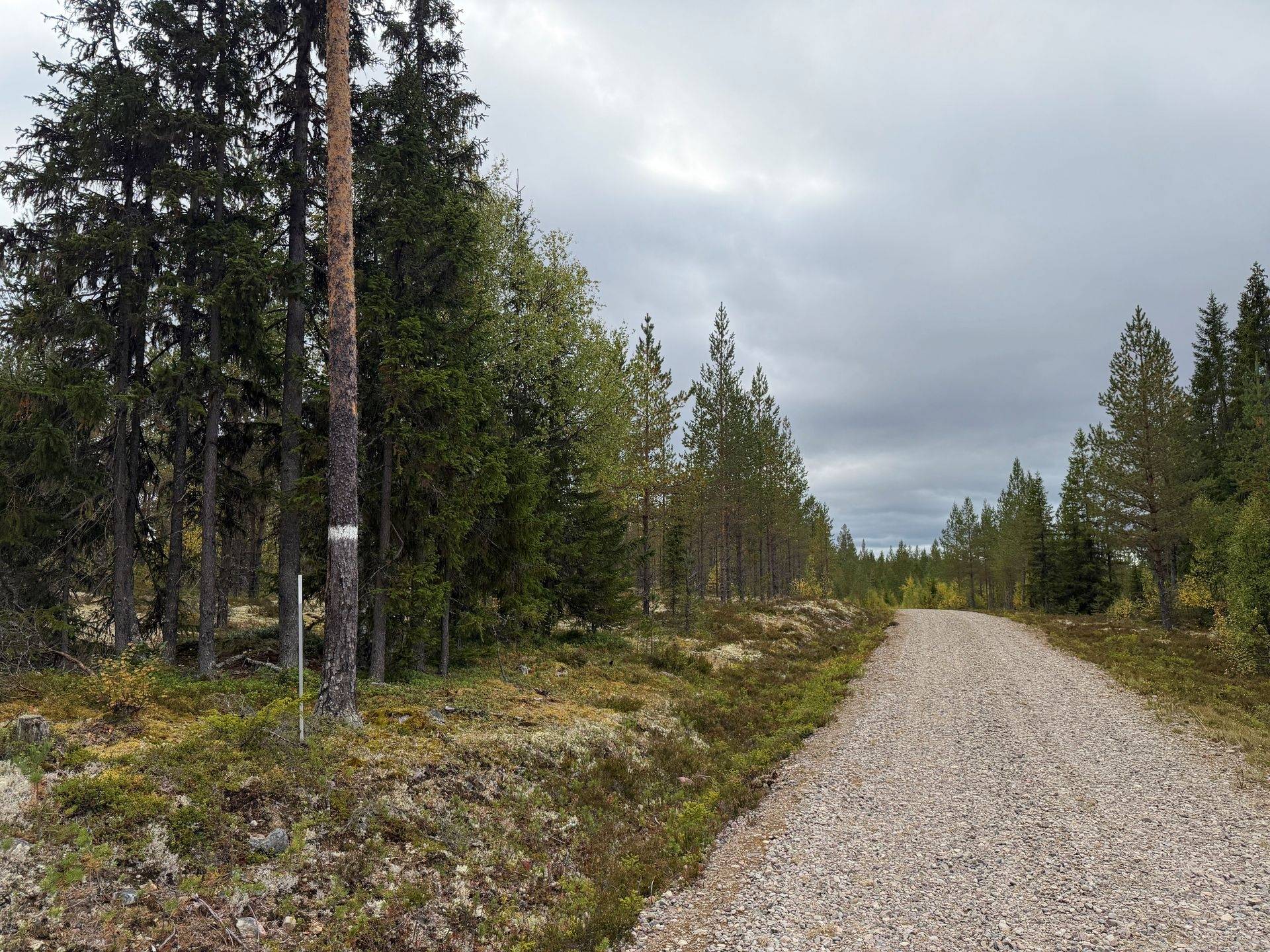 Gård/skog på Öjvasseln 20:1 Särna Älvdalens kommun - bild 19