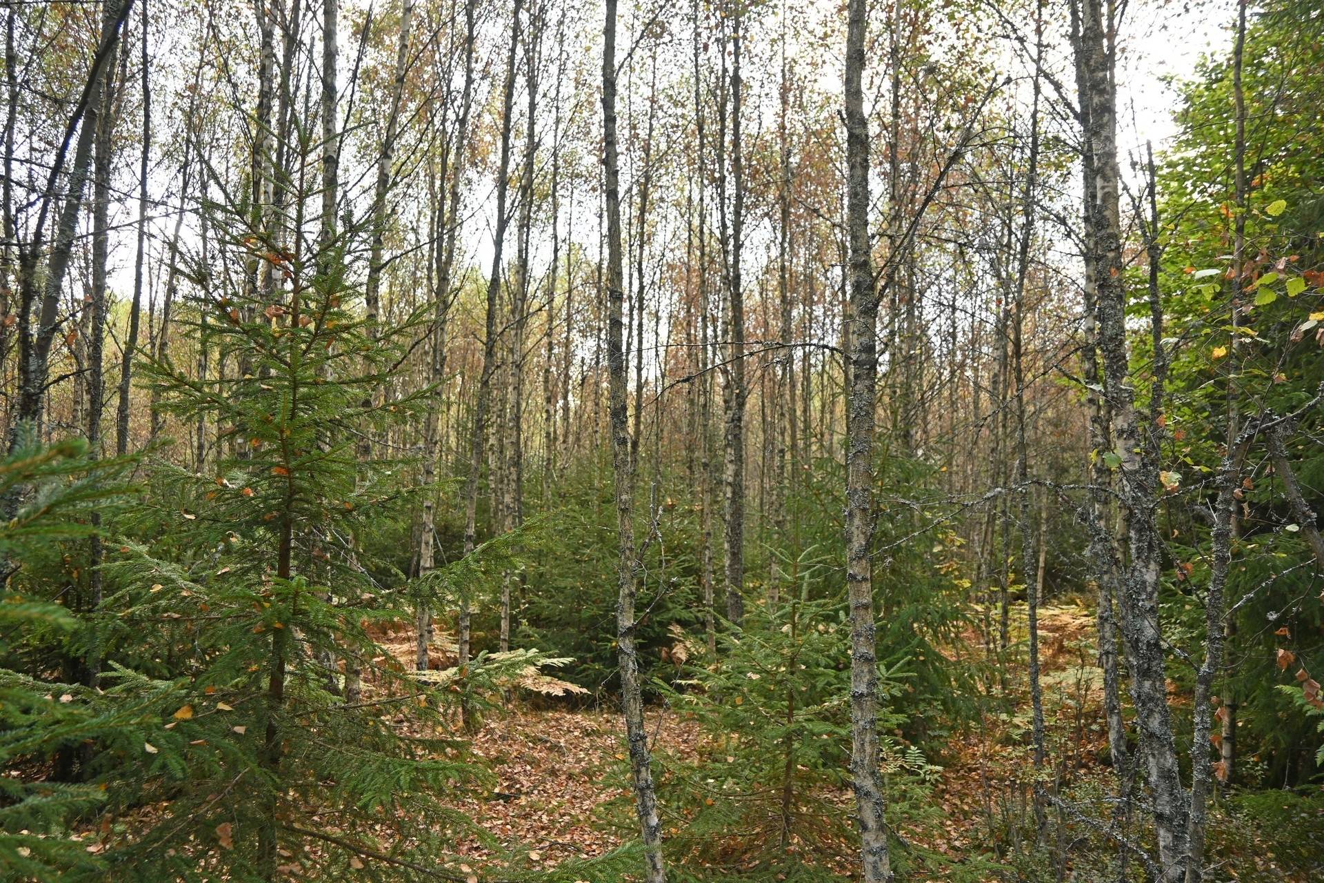 Gård med jordbruk på Karryd Norregård 2 Karryd Växjö kommun - bild 41