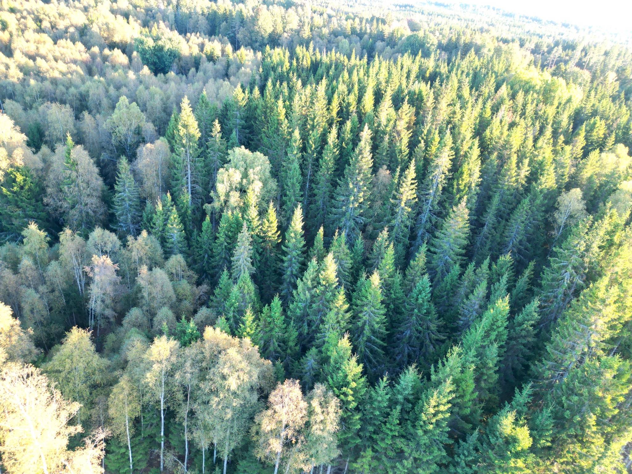 Gård med skogsbruk på Trällebonäs, Älmeboda Älmeboda Trällebo Tingsryds kommun - bild 28