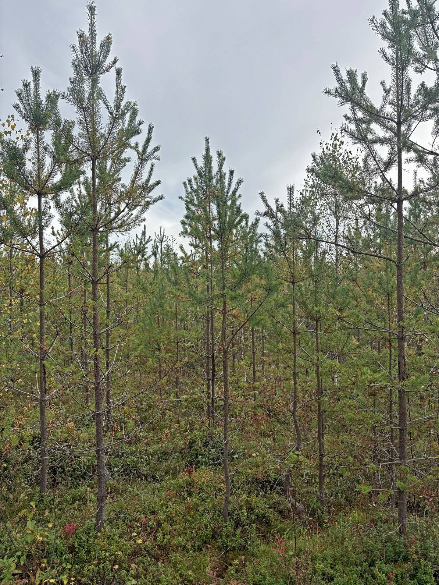 Gård/skog på Tavelsjö Umeå kommun - bild 6