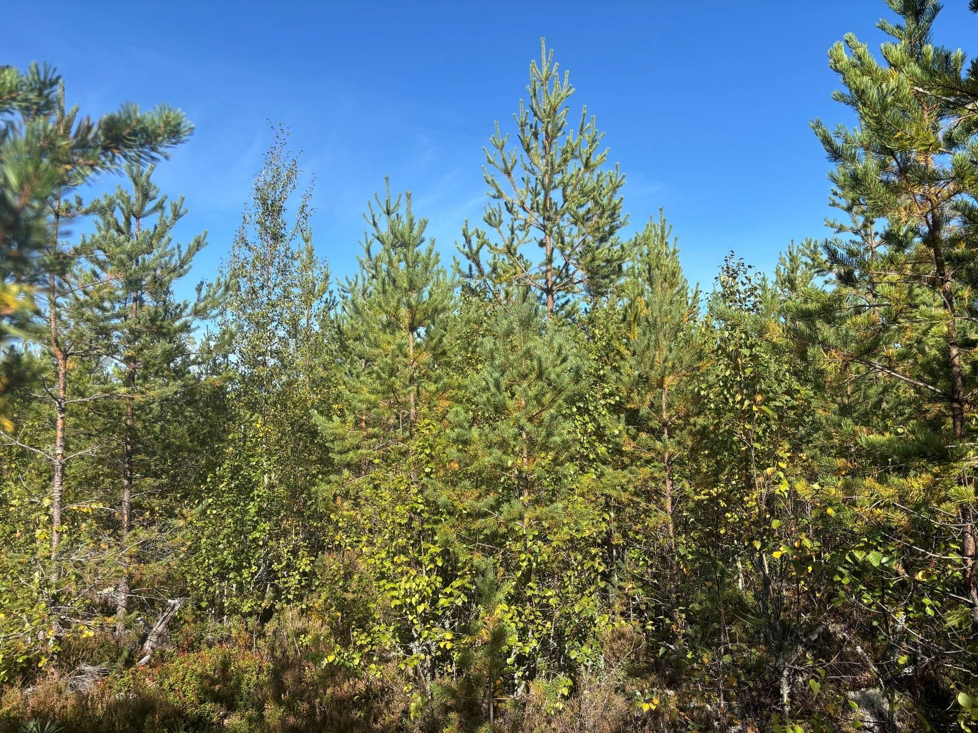 Gård med skogsbruk på Gävunda 31:12, 8:13, 32:7 Mora kommun - bild 6