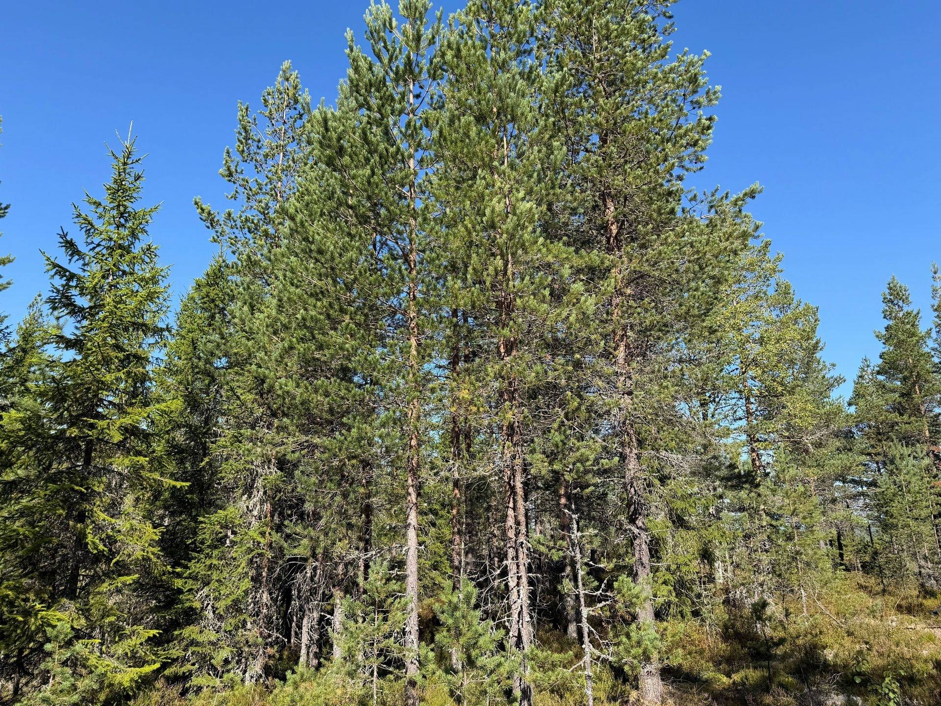 Gård/skog på Skamhed 326:1 Vansbro kommun - bild 29