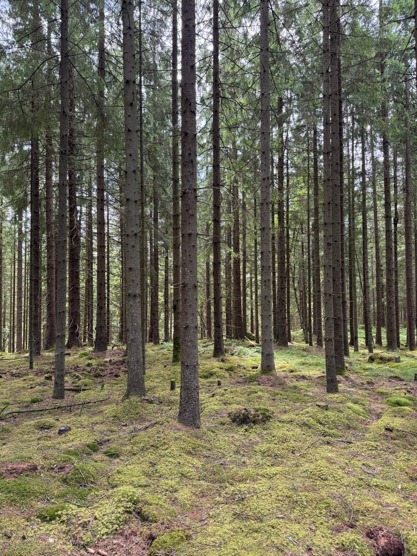 Gård med jordbruk på Ringestena Lillegården 1 Ringestena Svenljunga kommun - bild 43