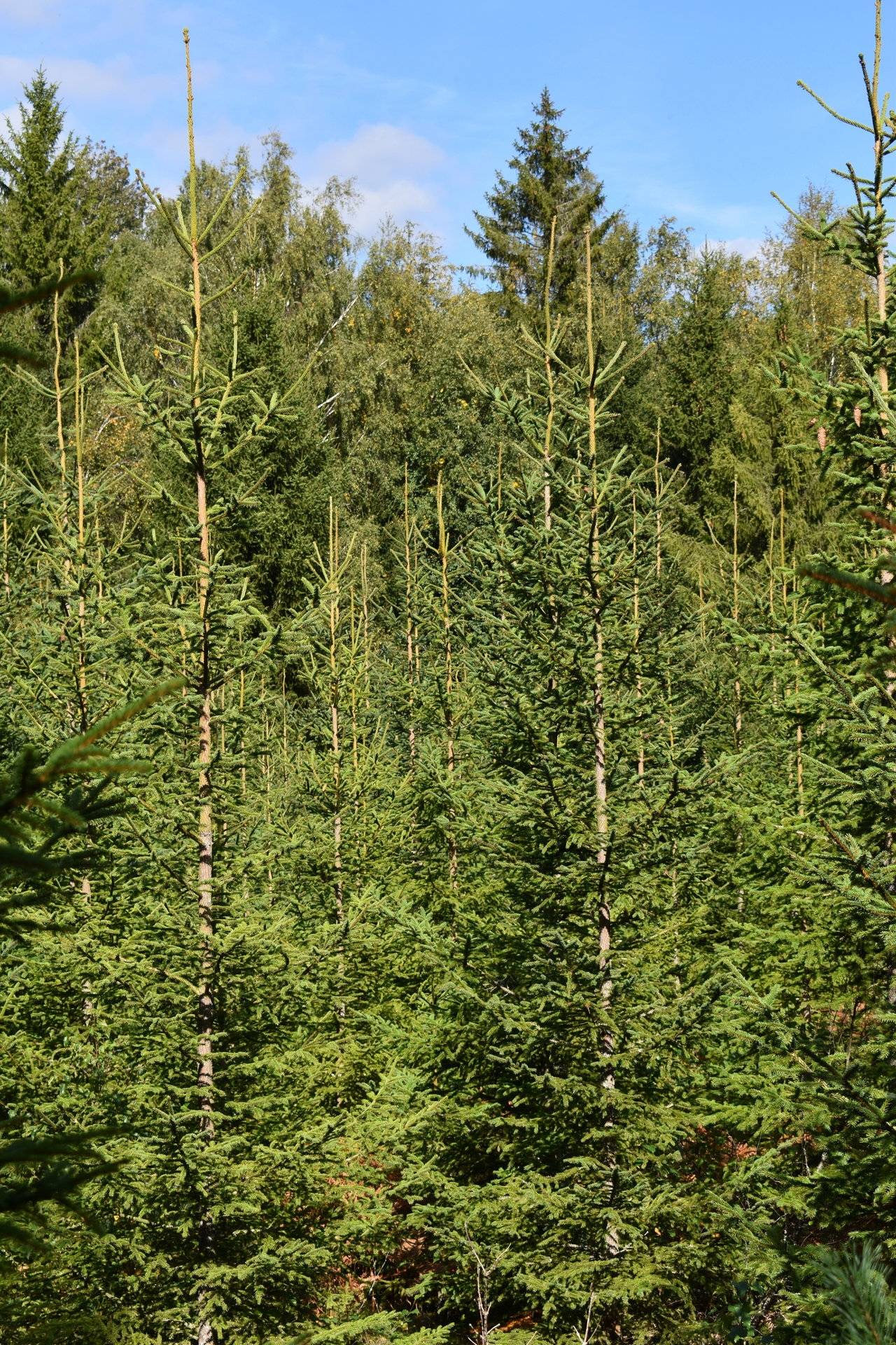 Gård med skogsbruk på Gårdsryd 1:2, 3:2 Gårdsryd Nybro kommun - bild 3