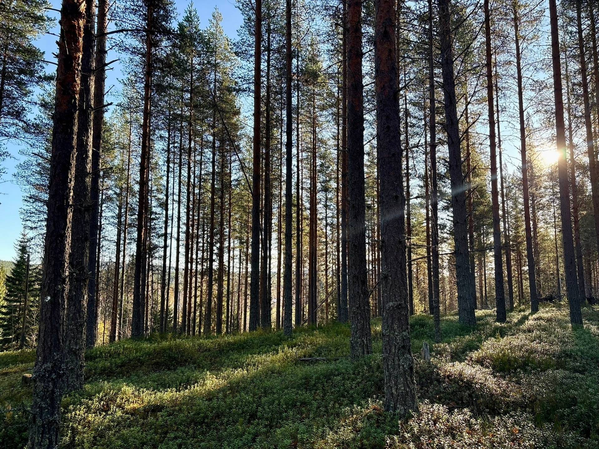 Gård/skog på Granön 4:6 Vindelns kommun - bild 6