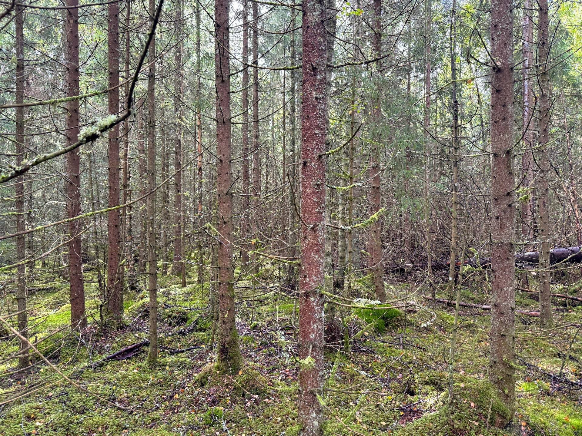 Gård med jordbruk på Backabo 102 Södra Vånga Ulricehamns kommun - bild 30
