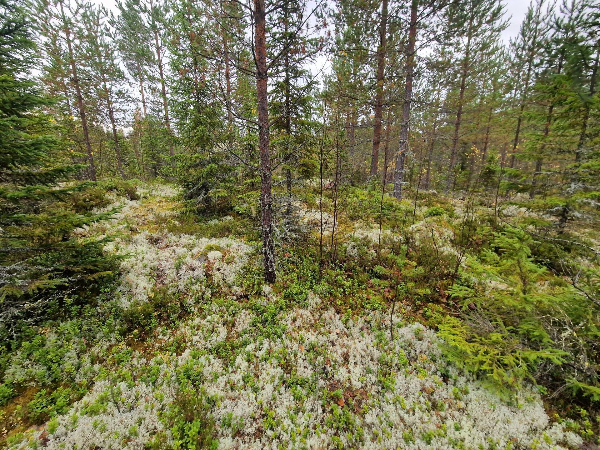 Gård med skogsbruk på BRÄCKE LUND 2:113 & 2:83 Sörbygden Bräcke kommun - bild 19