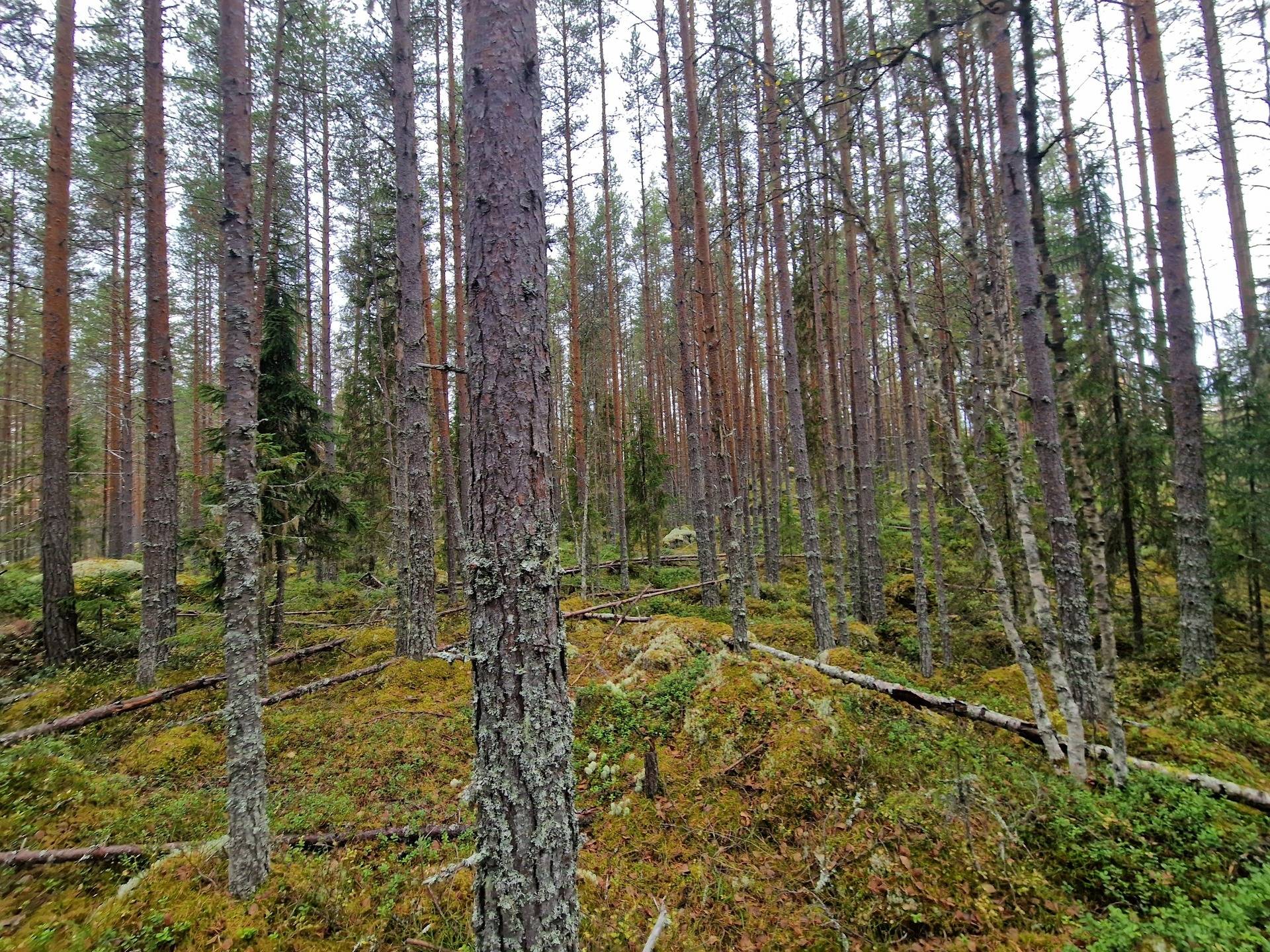 Gård med skogsbruk på BRÄCKE LUND 2:113 & 2:83 Sörbygden Bräcke kommun - bild 12