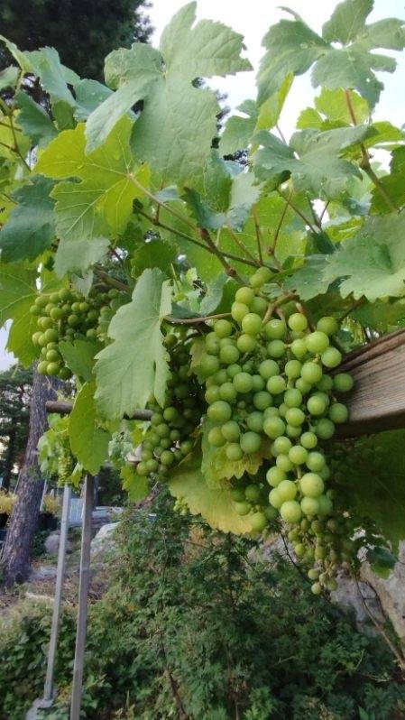 5 rum Villa på Badstrandsvägen 2B Snättringe/Långsjön Huddinge kommun - bild 63
