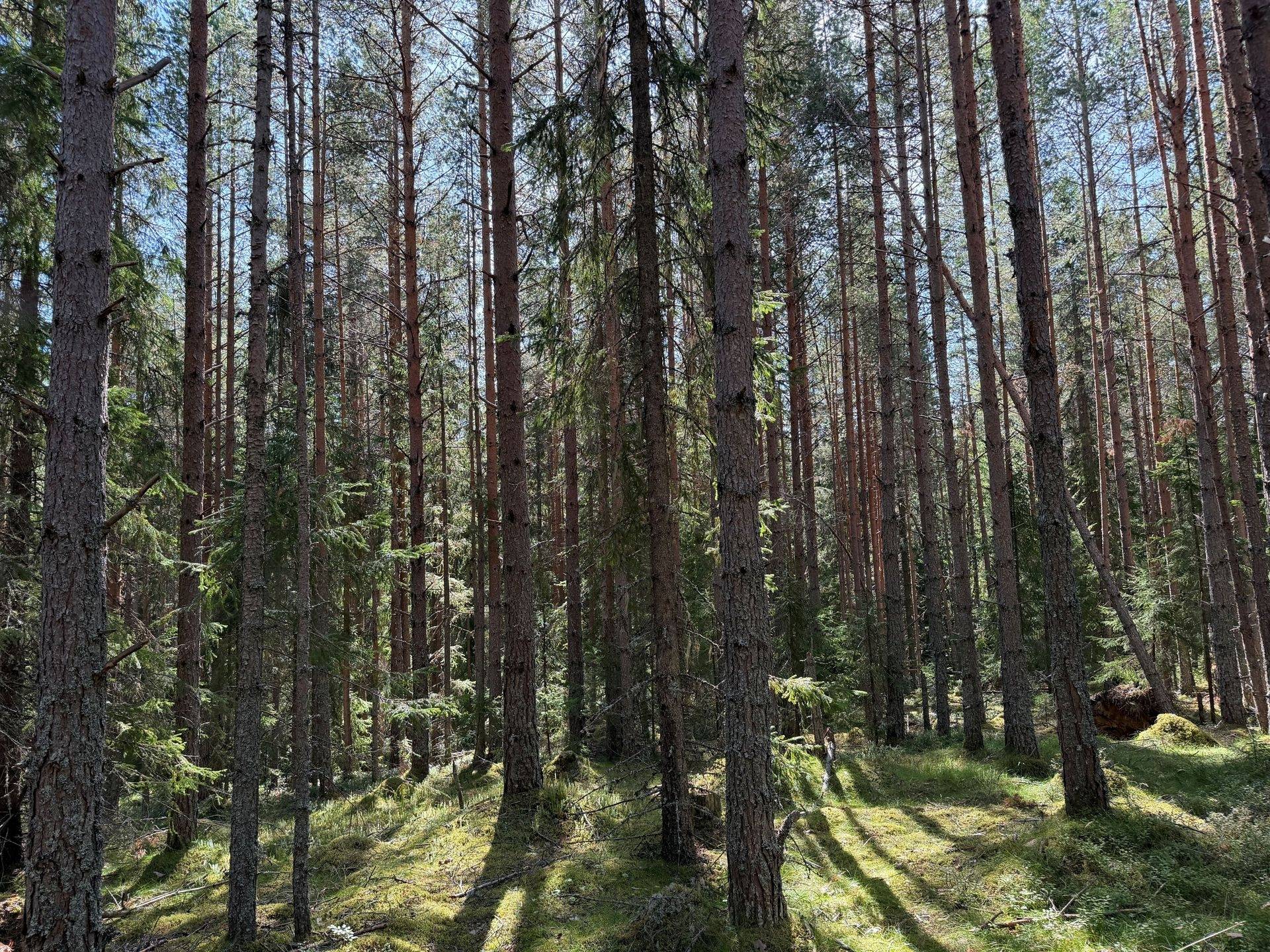 Gård/skog på Hansjö 317:24 Orsa kommun - bild 27