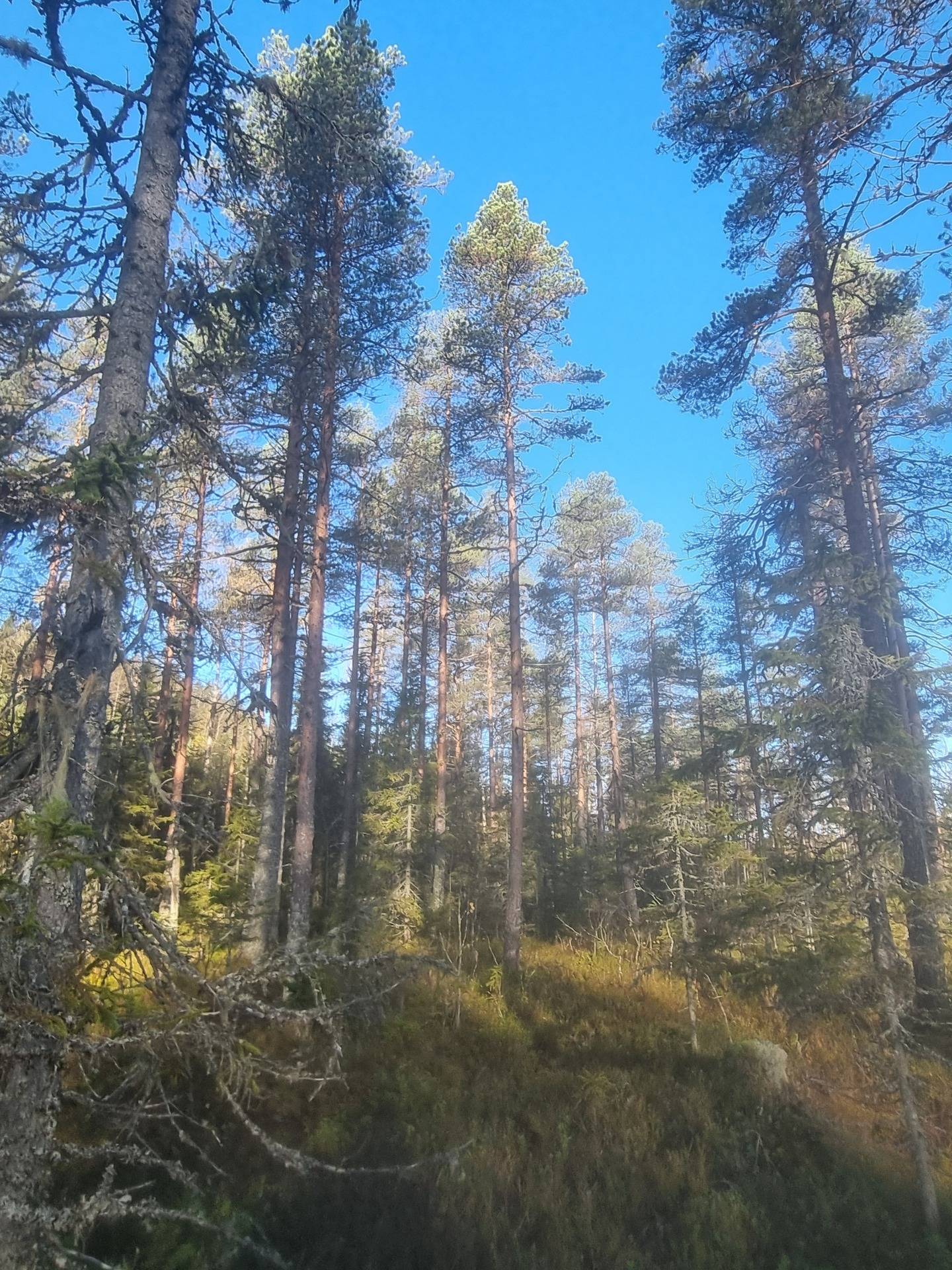 Gård med skogsbruk på NORDMALING GRÄSMYR 3:17 Nordmalings kommun - bild 11