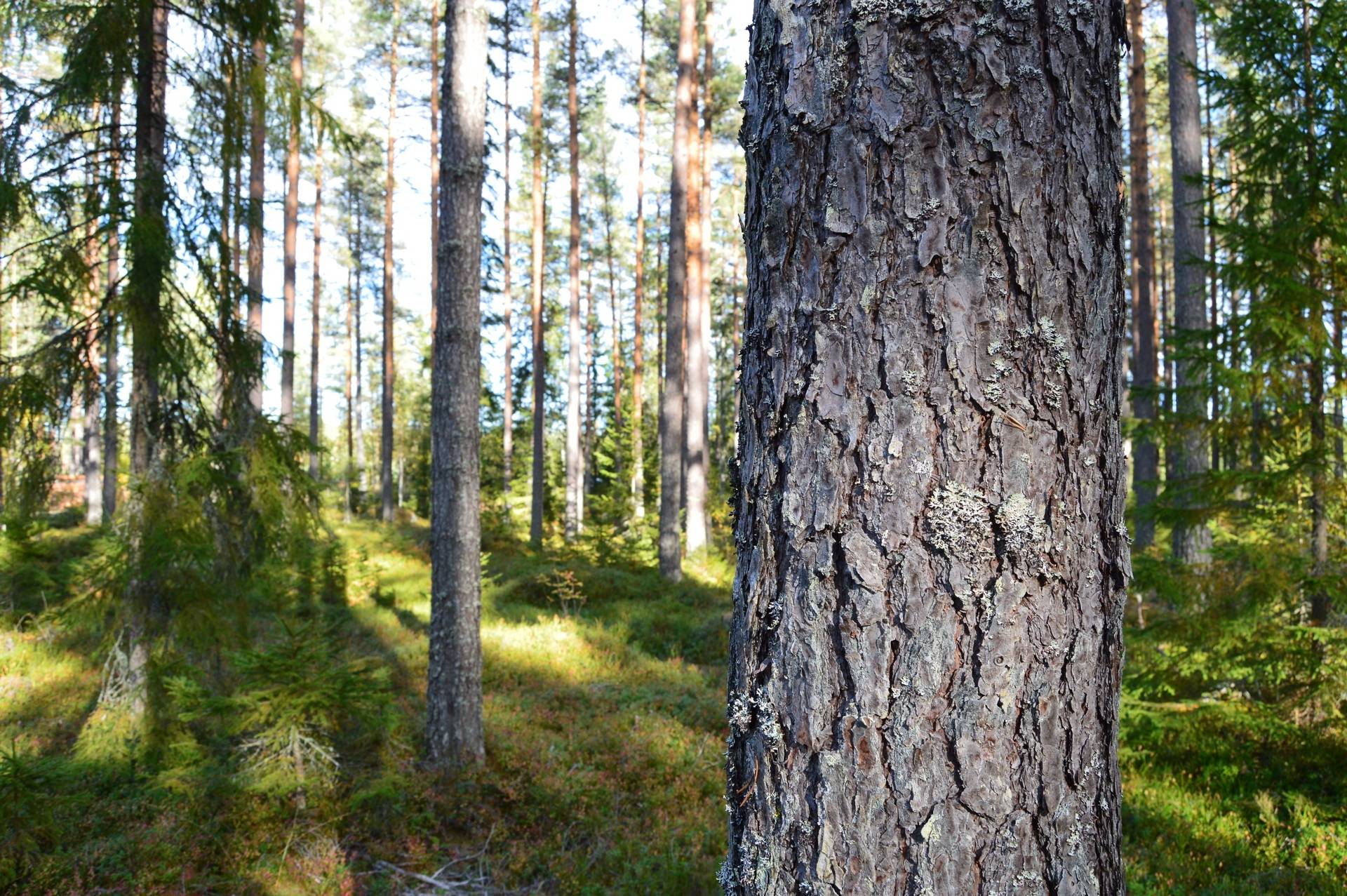 Gård med jordbruk på Sömskars skogen Sandvikens kommun - bild 24