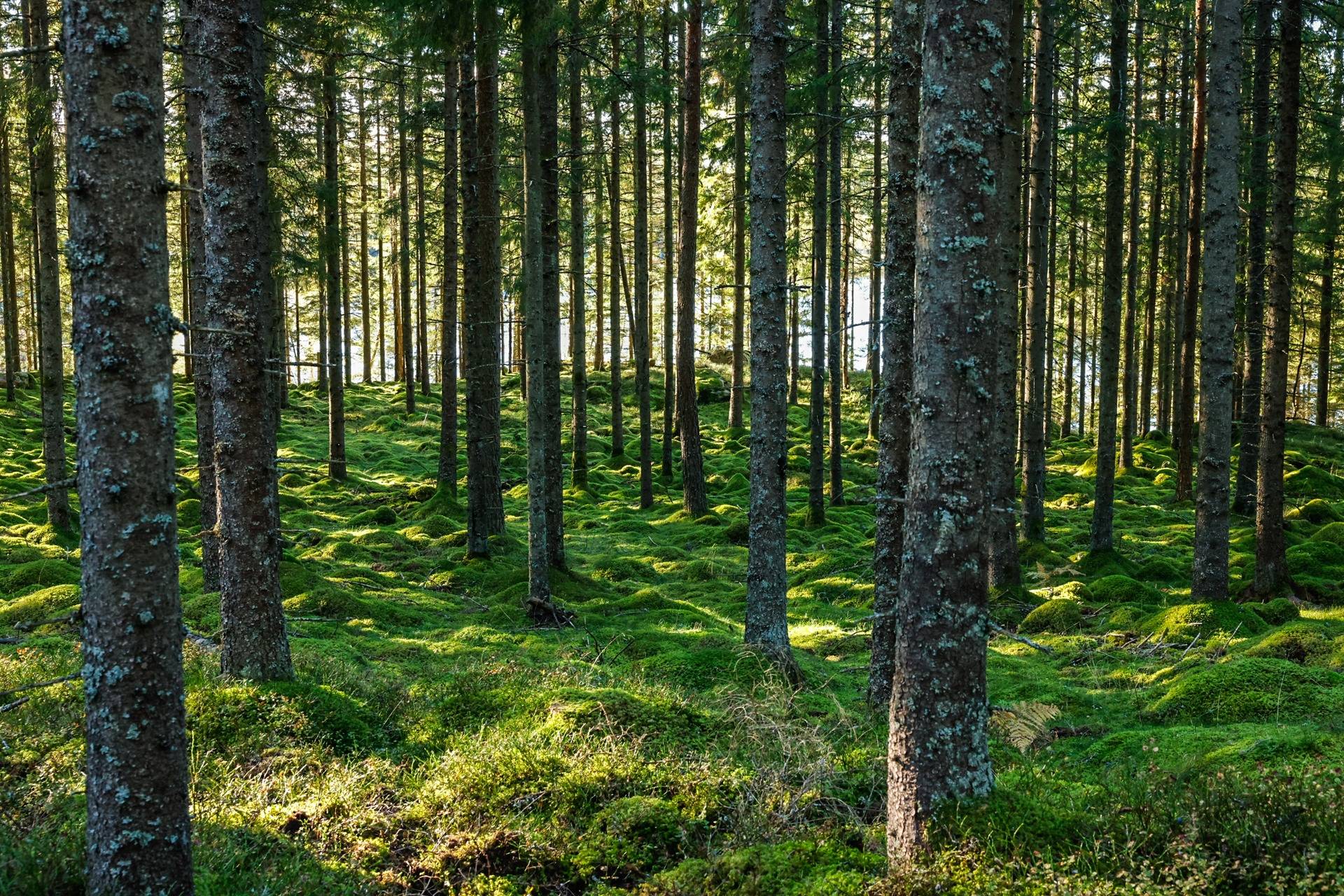 Gård/skog på SVENLJUNGA UGGLEBO 2:3 Örsås Svenljunga kommun - bild 31