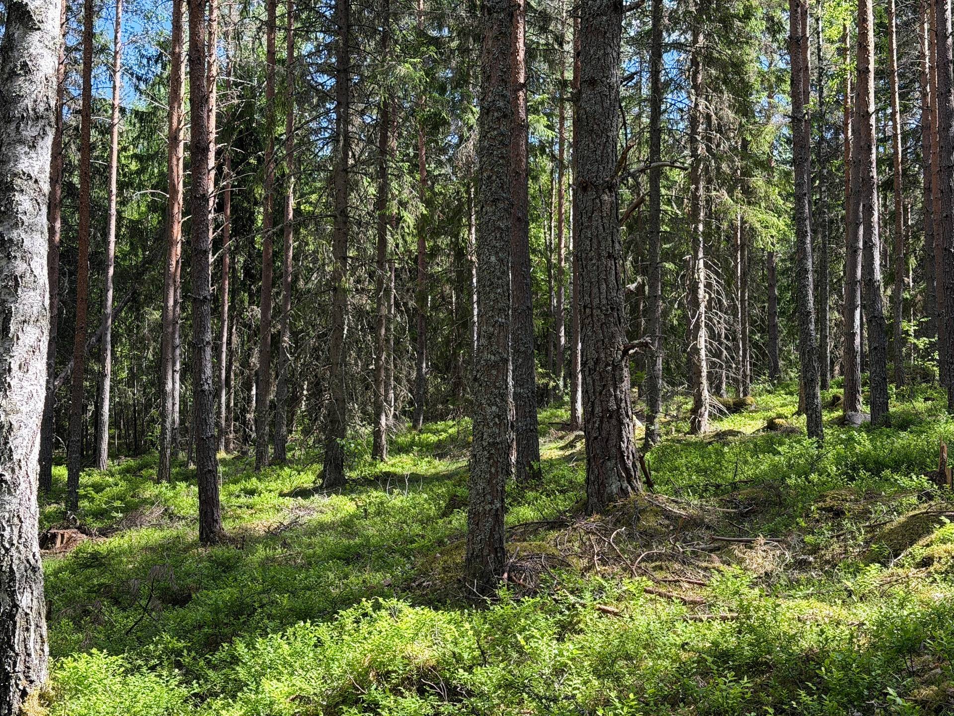 Gård/skog på Hedemora Vikarbyn 18:2 Hedemora kommun - bild 20