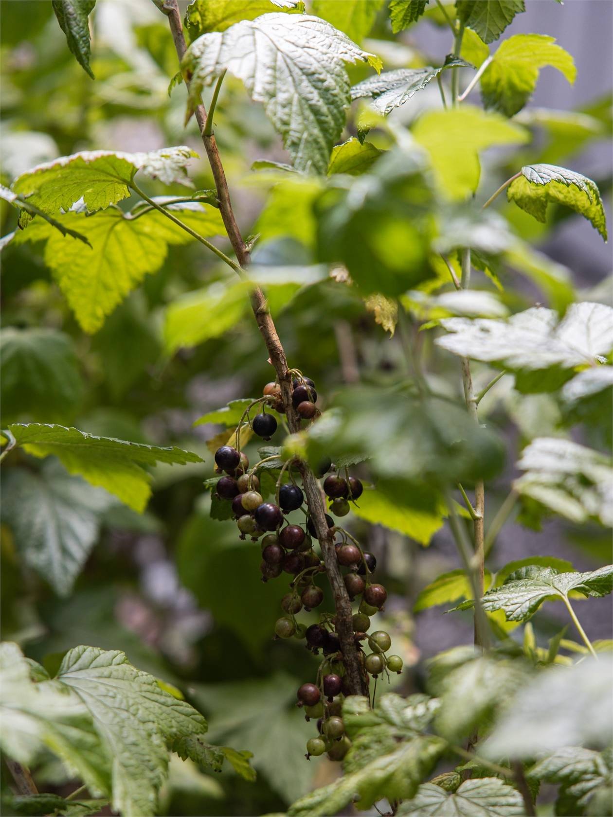 1 rum Fritidshus på Väster 6:12, 5:13 (Koloniområde Högbo) Väster Lunds kommun - bild 16