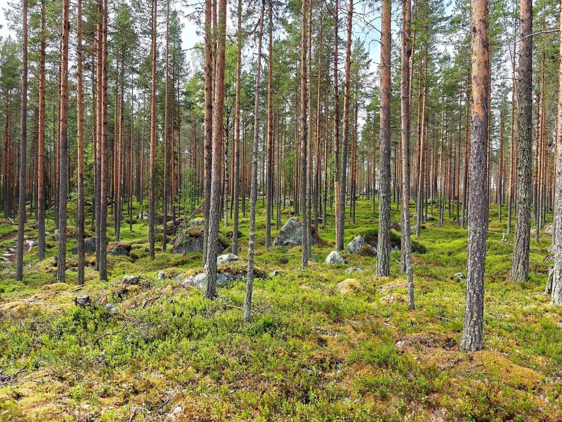 Gård/skog på SOLLEFTEÅ HÅLLA 1:14 Sollefteå kommun - bild 7
