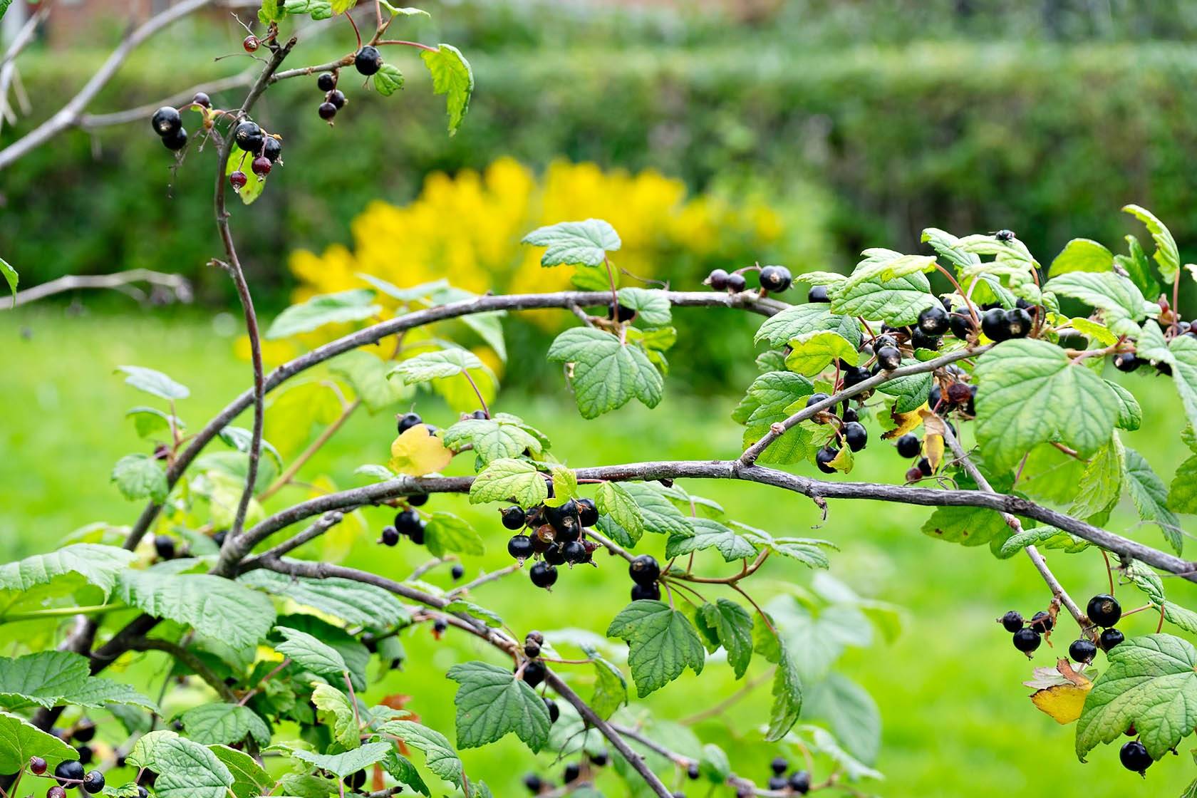 6 rum Villa på Odlarvägen 22 Blomängen/Tegelplan Östersunds kommun - bild 18