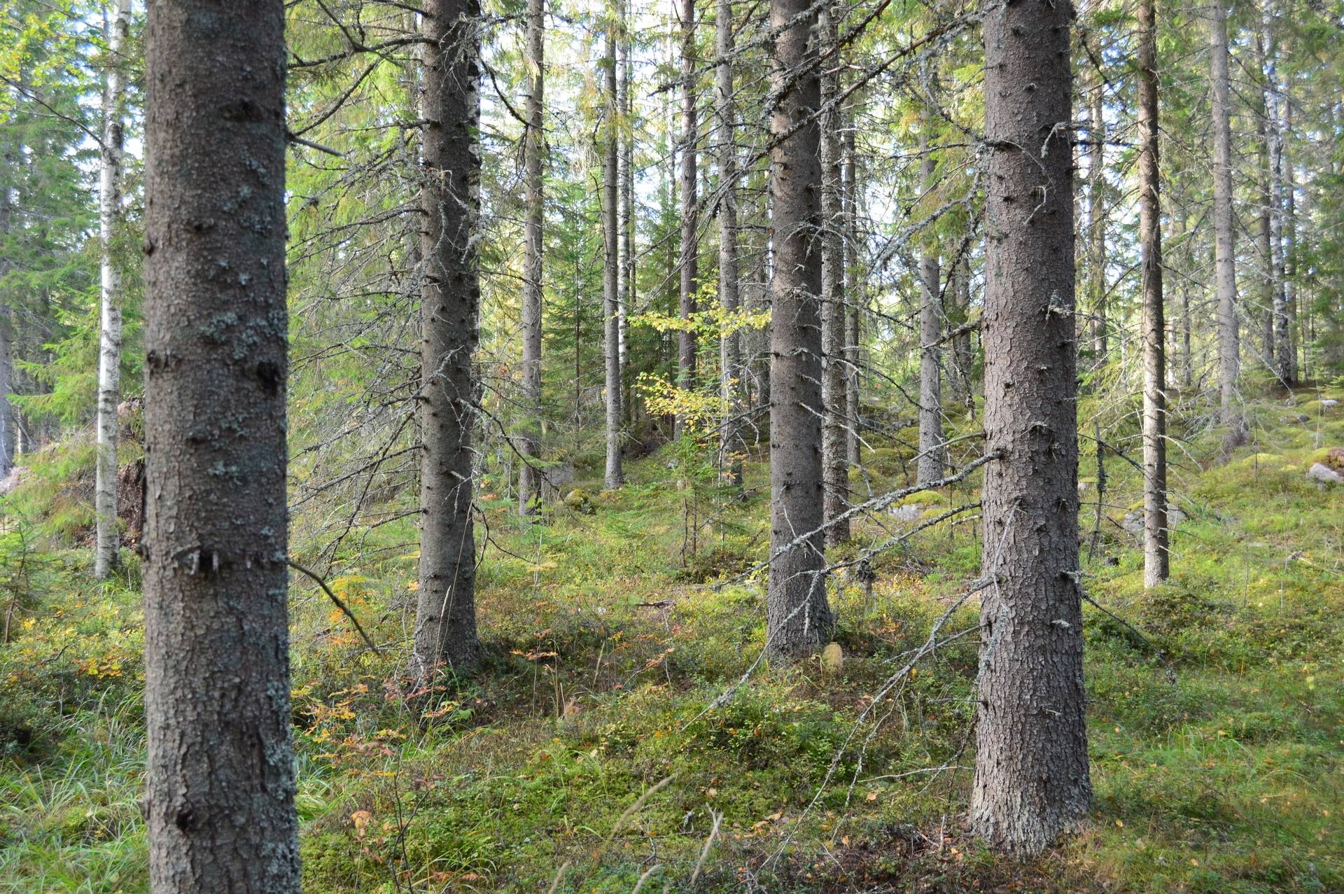 Gård med jordbruk på Sömskars skogen Sandvikens kommun - bild 40