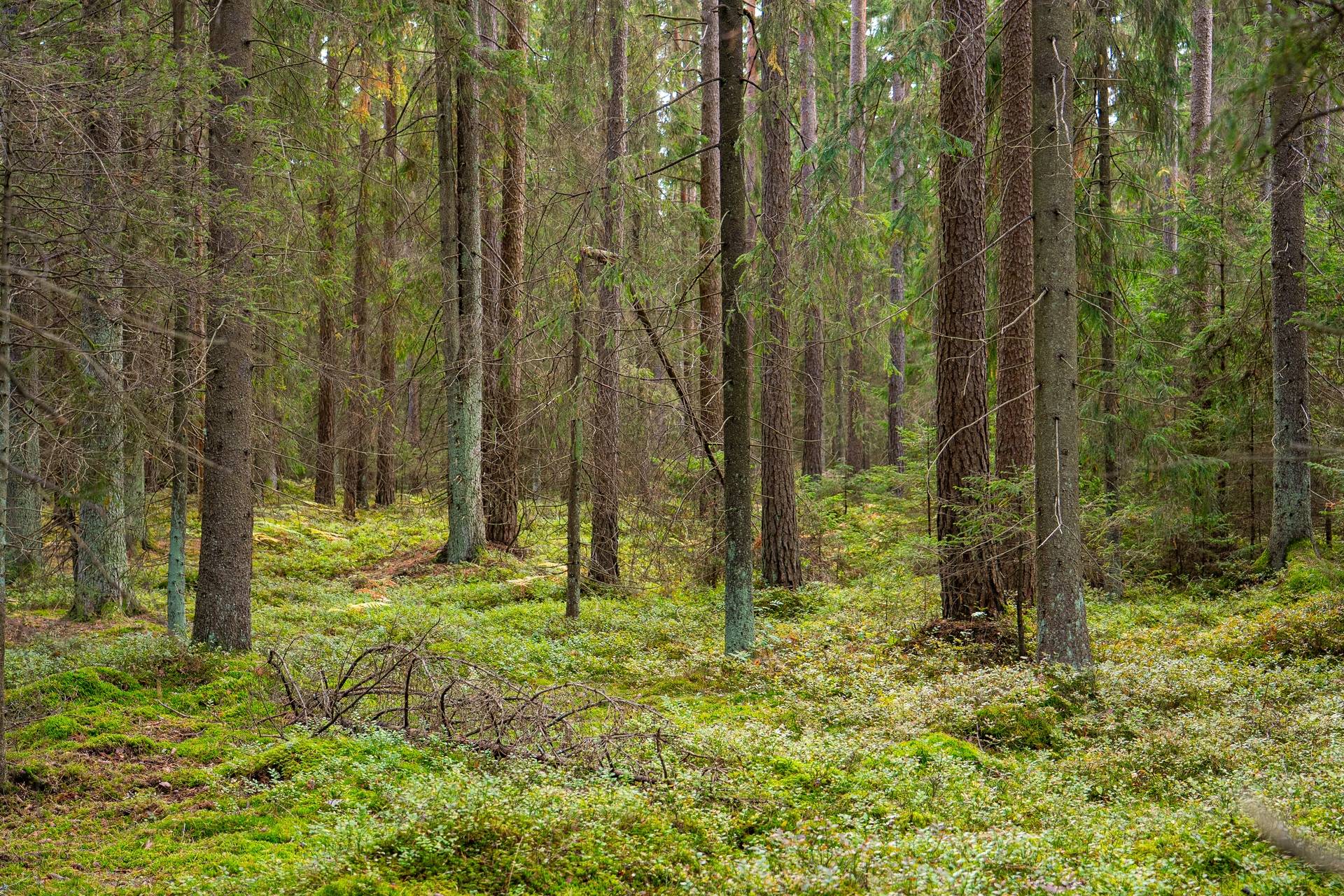 Gård med jordbruk på Övergården Säffle kommun - bild 20