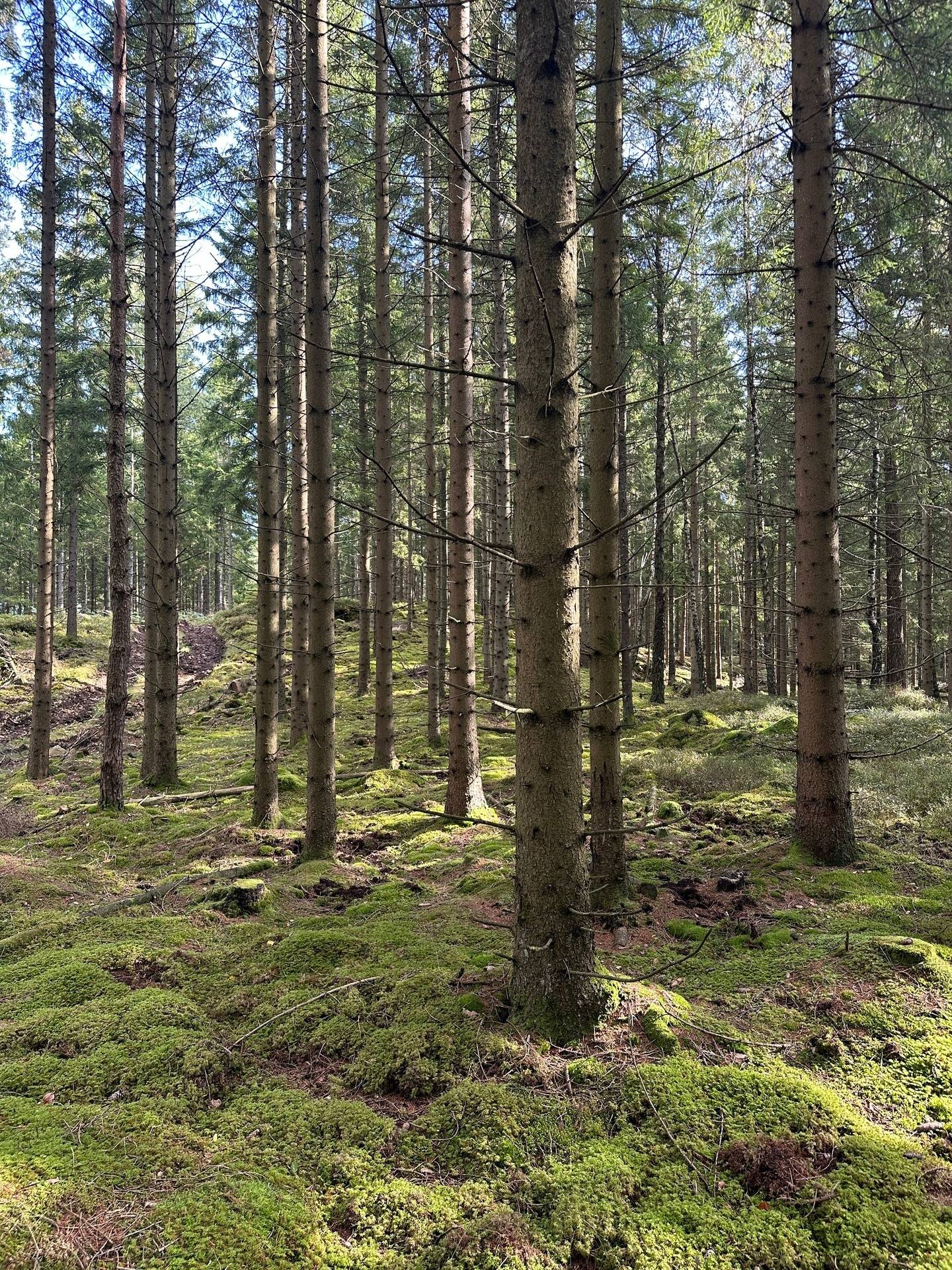 Gård med skogsbruk på MARK ANABÄCKSHULT 2:14 Anabäckshult Marks kommun - bild 44