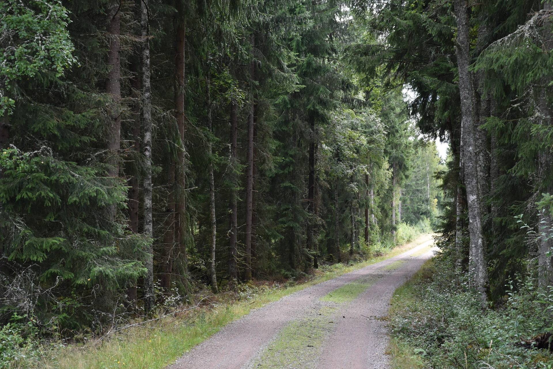 Gård med skogsbruk på Asby Släna 1 Dädesjö Växjö kommun - bild 2