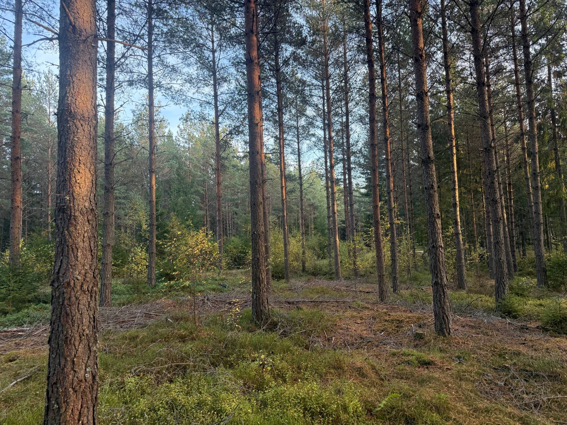 Gård med skogsbruk på Tranemo Ljungsarp 5:11 Ljungsarp Tranemo kommun - bild 3