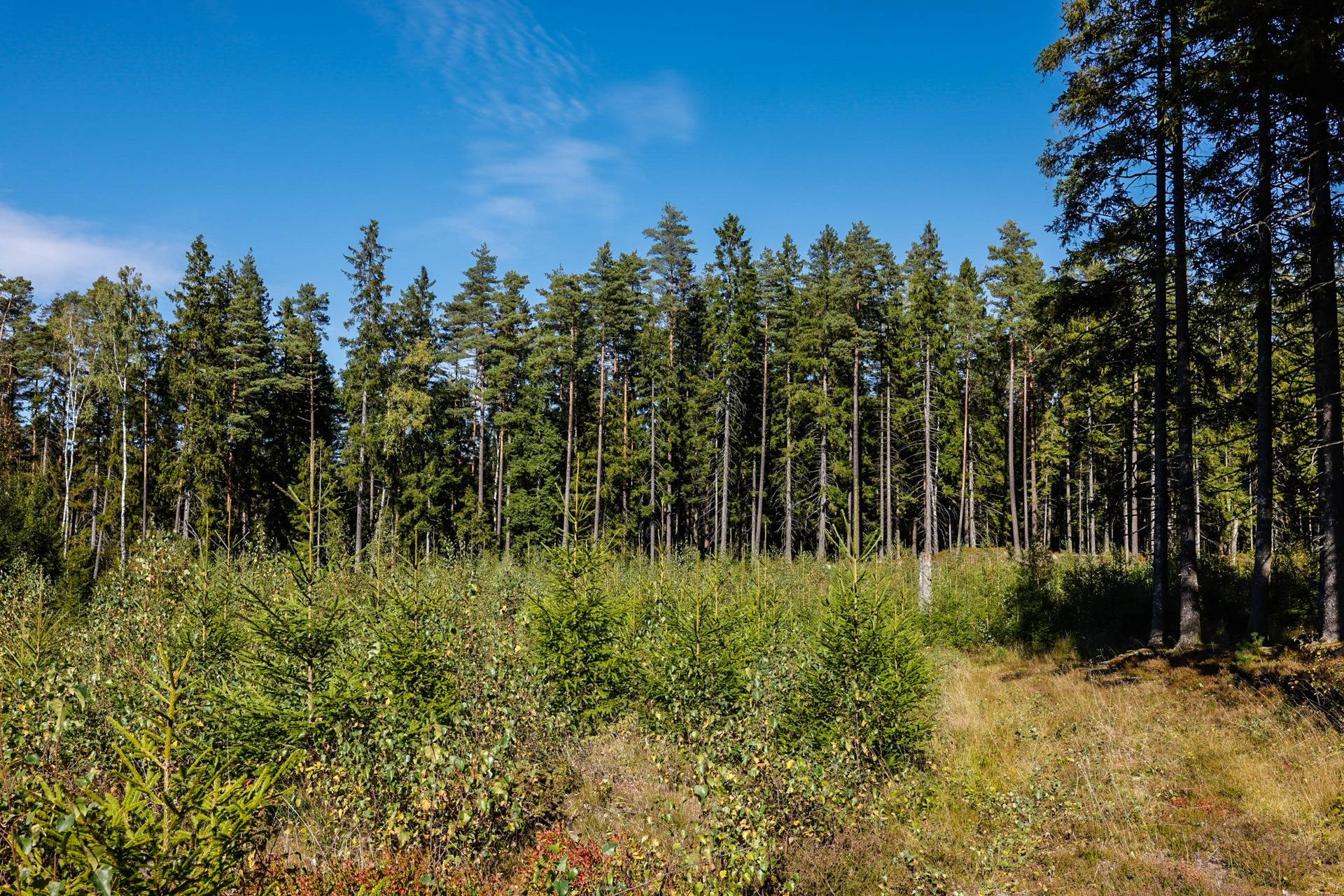 Gård/skog på SVENLJUNGA UGGLEBO 2:3 Örsås Svenljunga kommun - bild 8