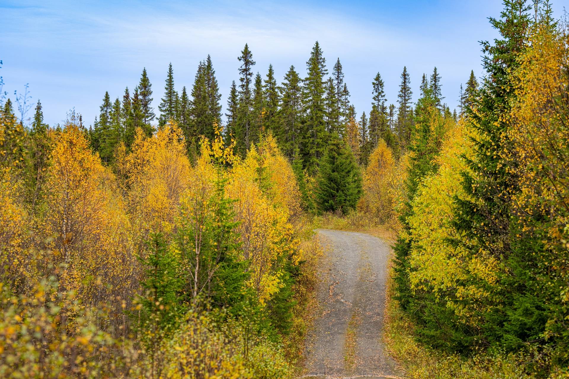 gård/skog på Åberg Alsen, Krokoms kommun - bild 2