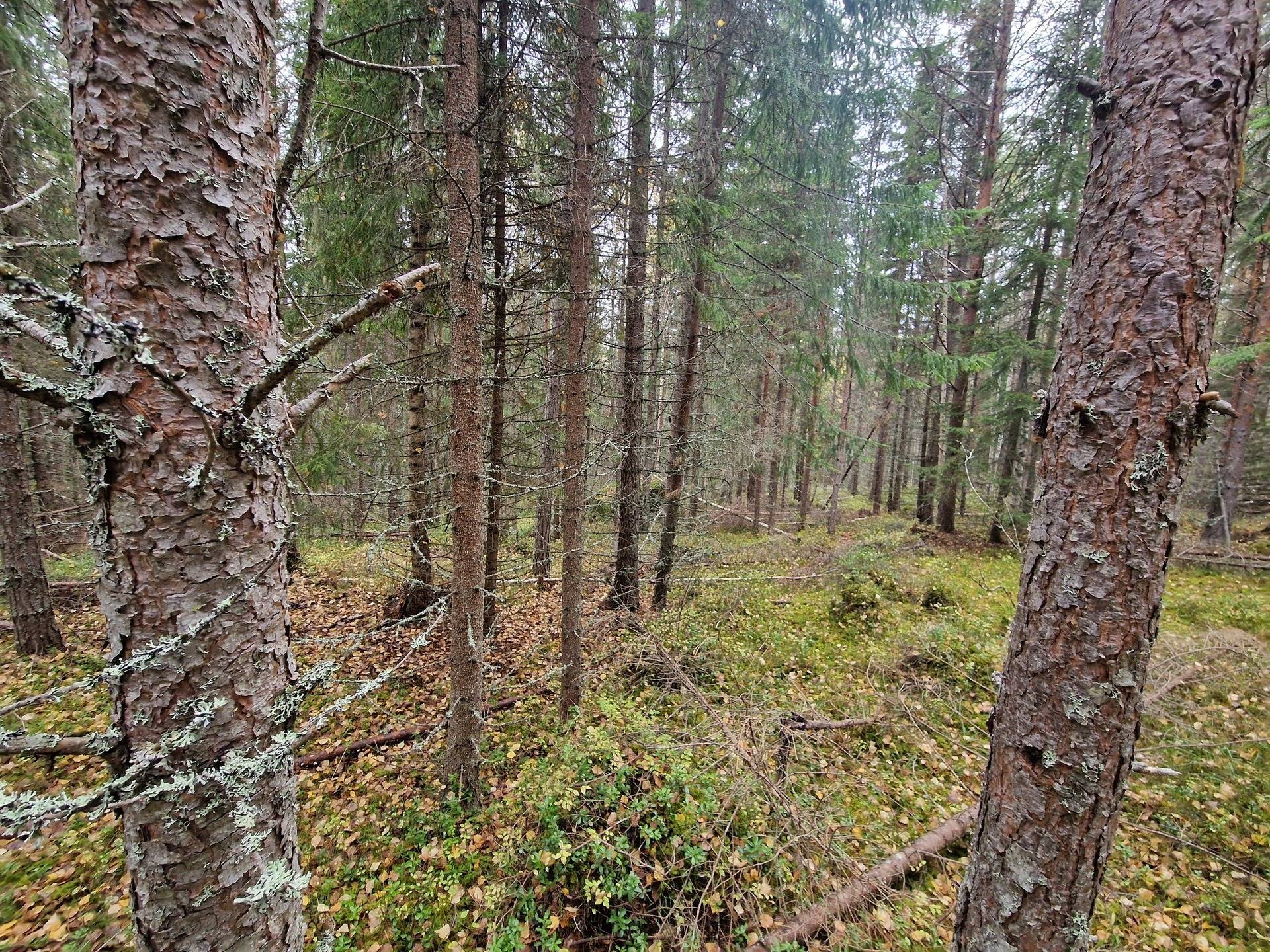 Gård med skogsbruk på BRÄCKE LUND 2:113 & 2:83 Sörbygden Bräcke kommun - bild 5