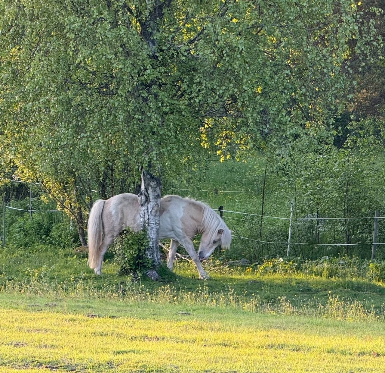 2 rum Lägenhet på Lagmansgatan 50E Grubbe Umeå kommun - bild 39