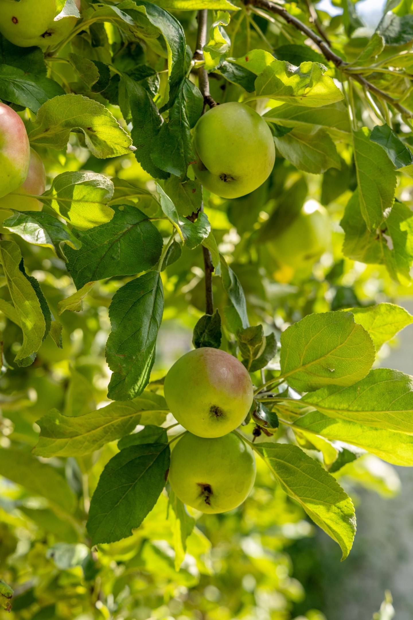 7 rum Villa på Åkervägen 3 Norrby Oskarshamns kommun - bild 67