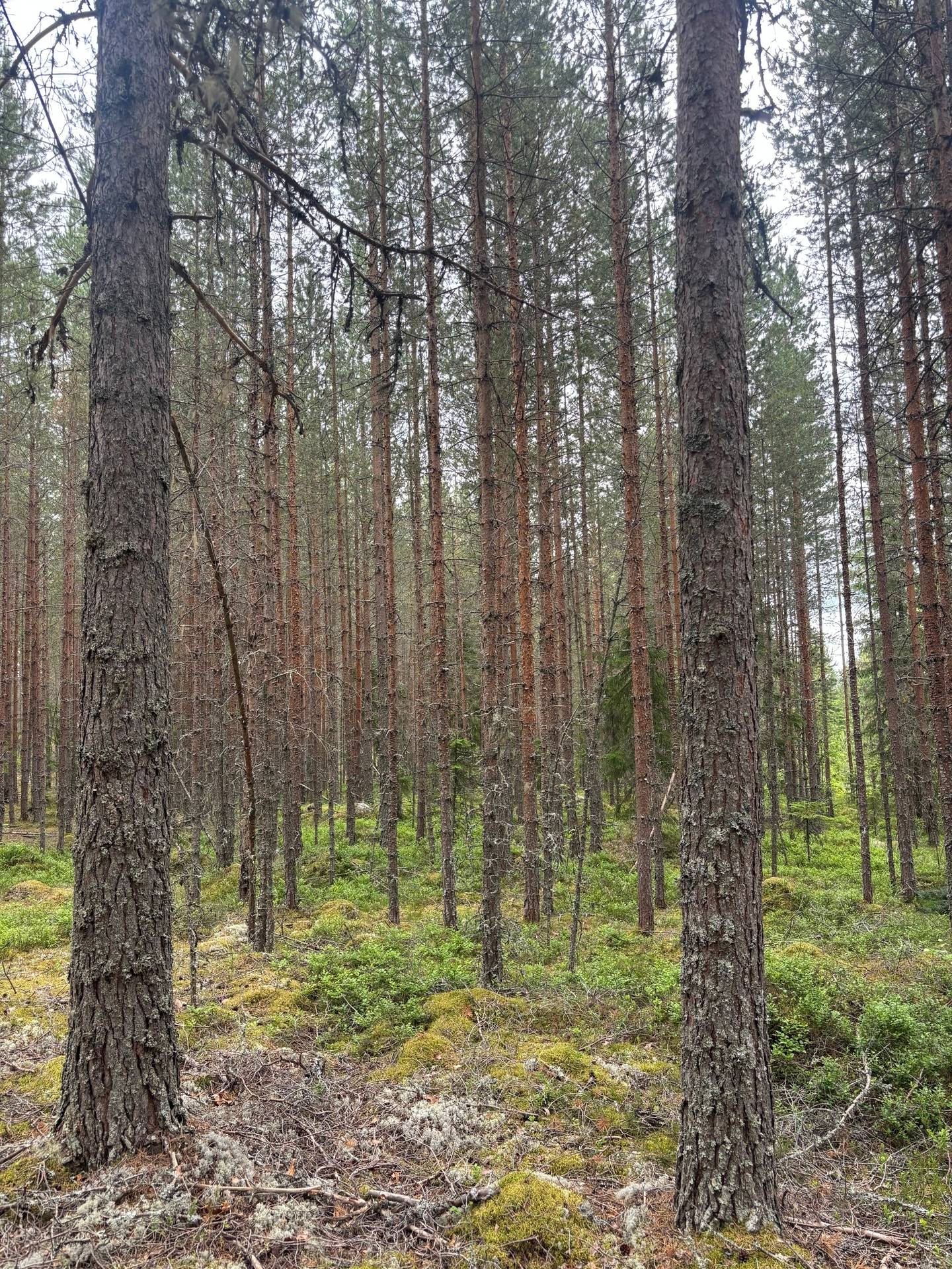 Gård med skogsbruk på Nedre Gärdsjö 7:11 Rättviks kommun - bild 15