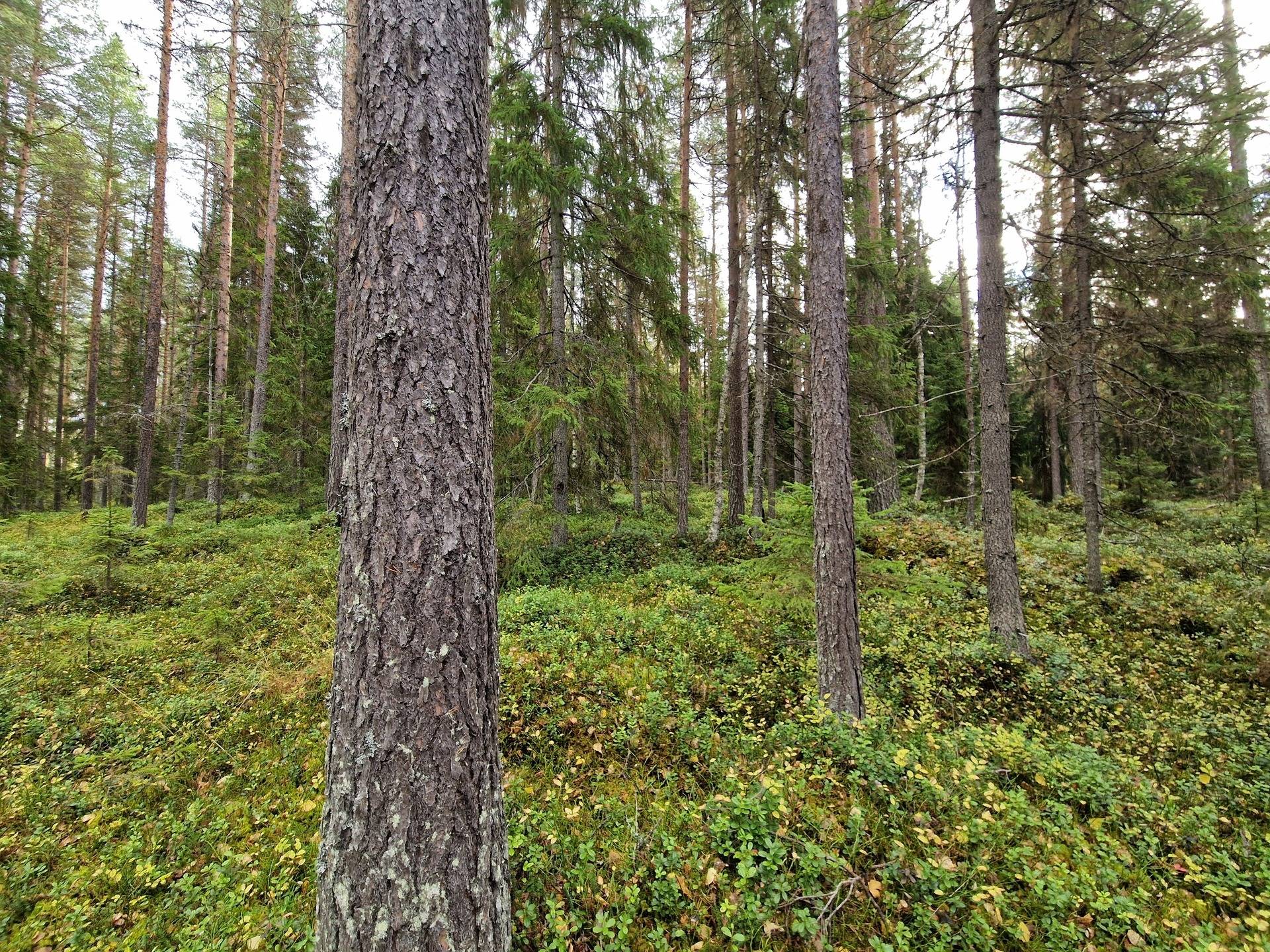 Gård med skogsbruk på KROKOM FÖLLINGE-NYLAND 1:37 Föllingebygden Krokoms kommun - bild 8