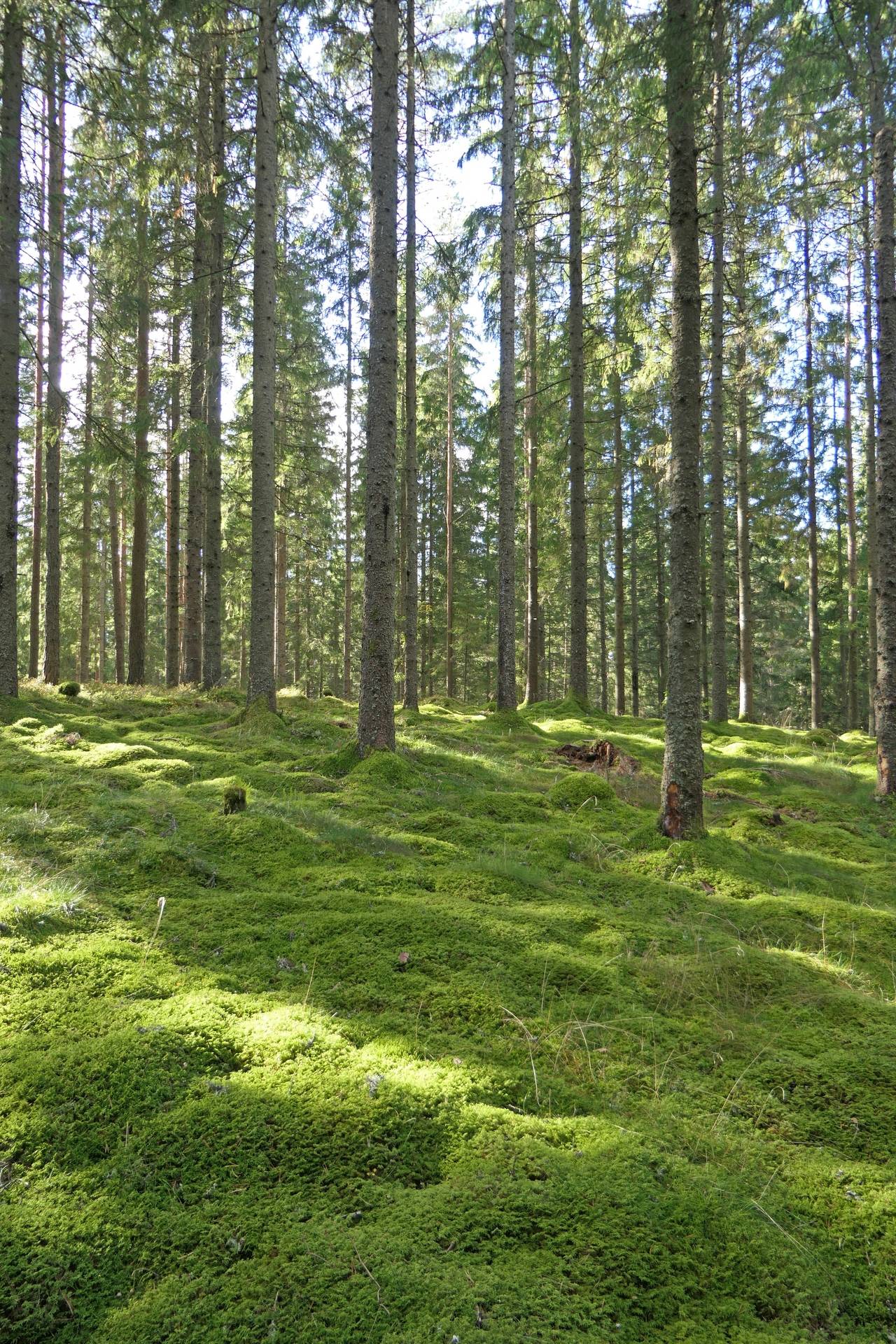 Gård/skog på Sexdrega-Hestra Svenljunga kommun - bild 10