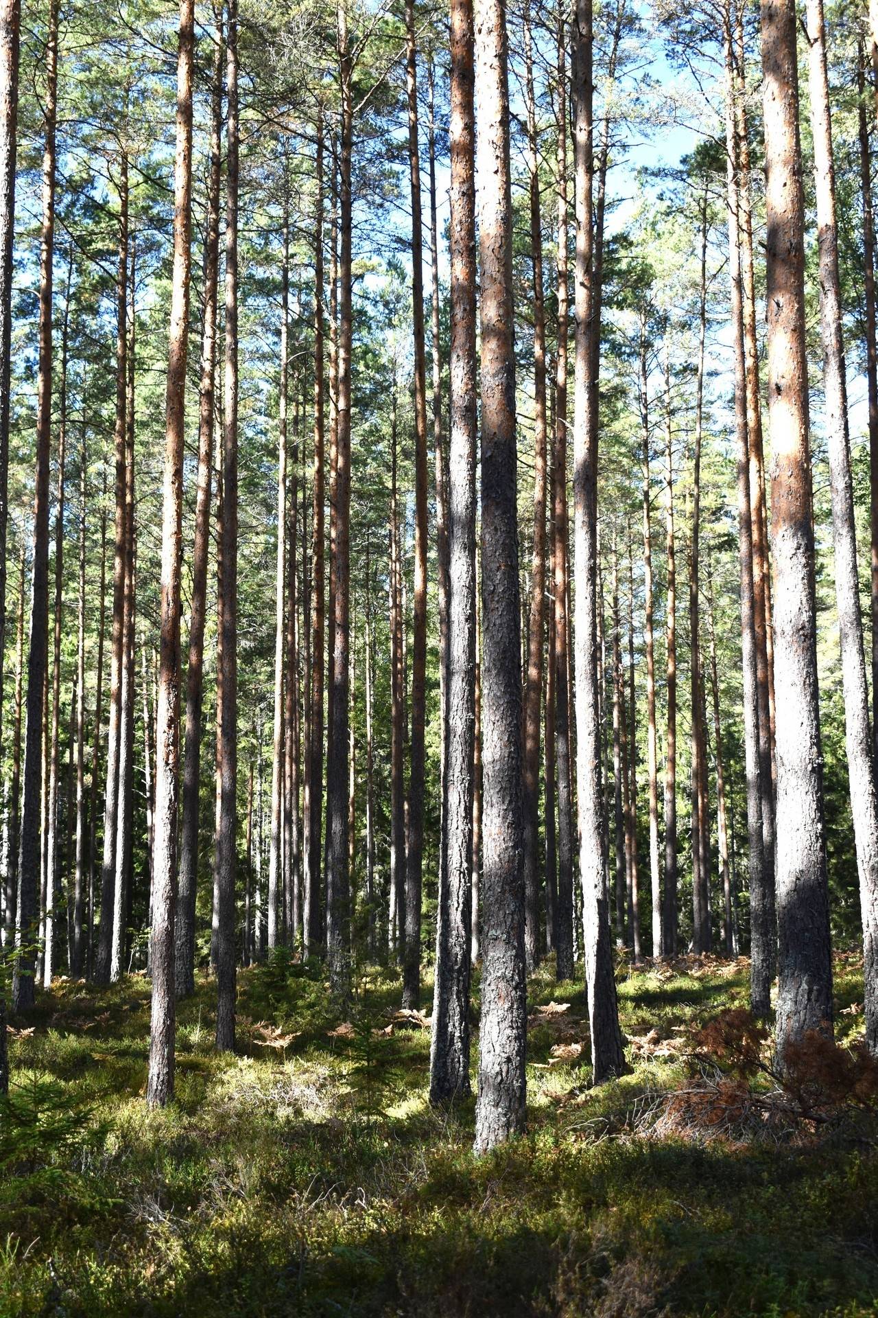 Gård med jordbruk på Brixslät 122 Brixslät Nybro kommun - bild 17